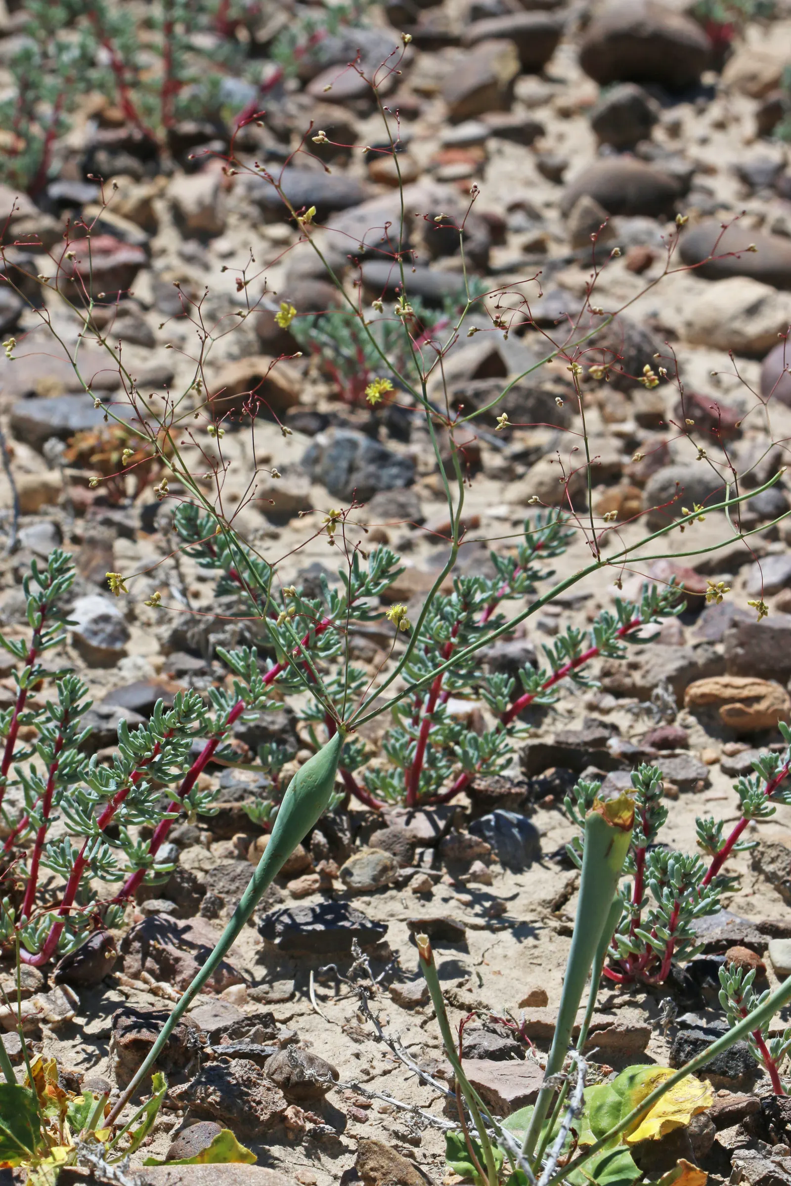 Desert Trumpet (Eriogonum Inflatum) — and a touch of distinctive desert beauty to your client's garden