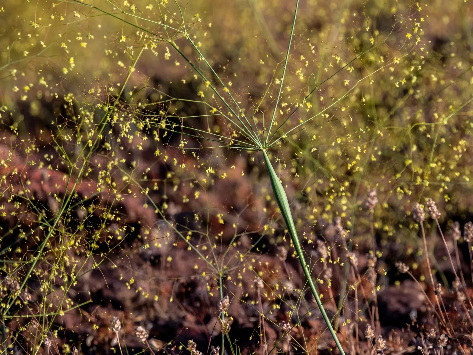 Desert Trumpet (Eriogonum Inflatum) — When designing with Desert Trumpet