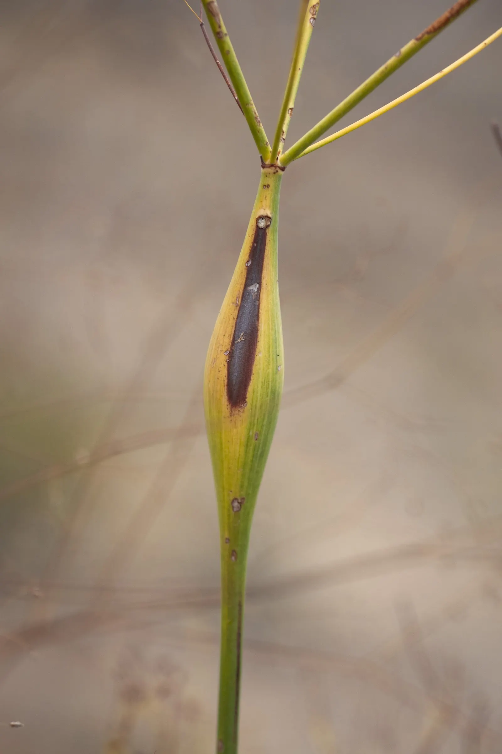 Desert Trumpet (Eriogonum Inflatum) — From early spring to fall