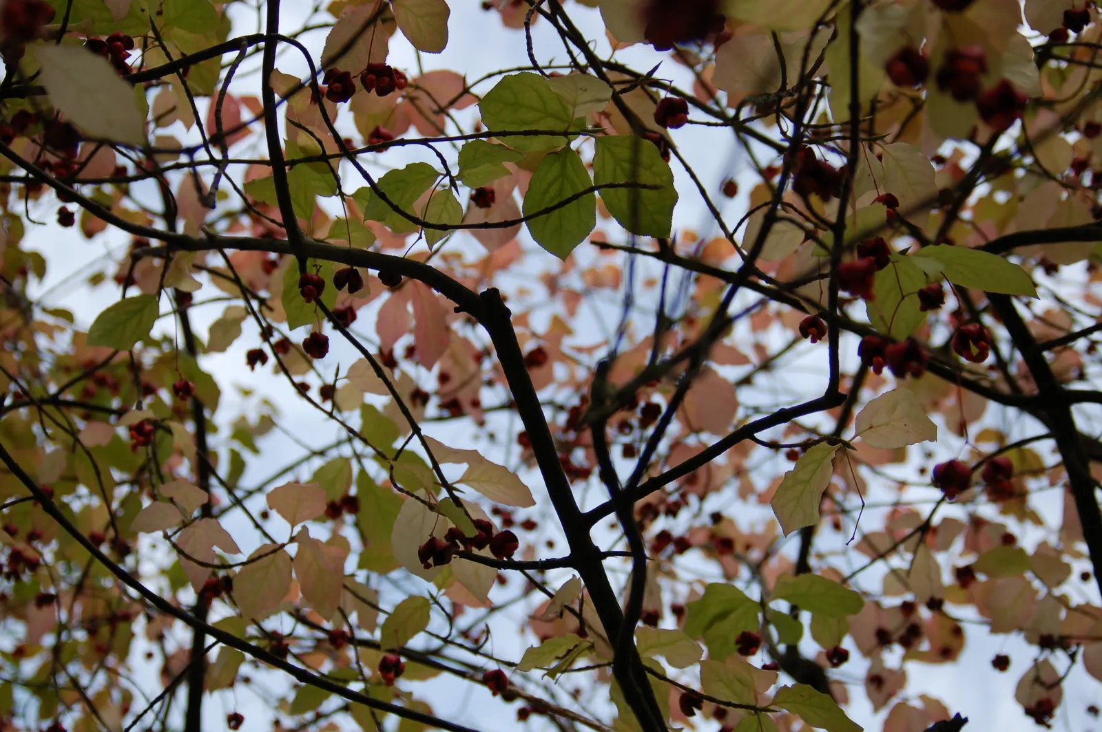 Siberian Burning Bush (Euonymus Planipes) — renowned for its vibrant fall foliage and ornamental red fruit