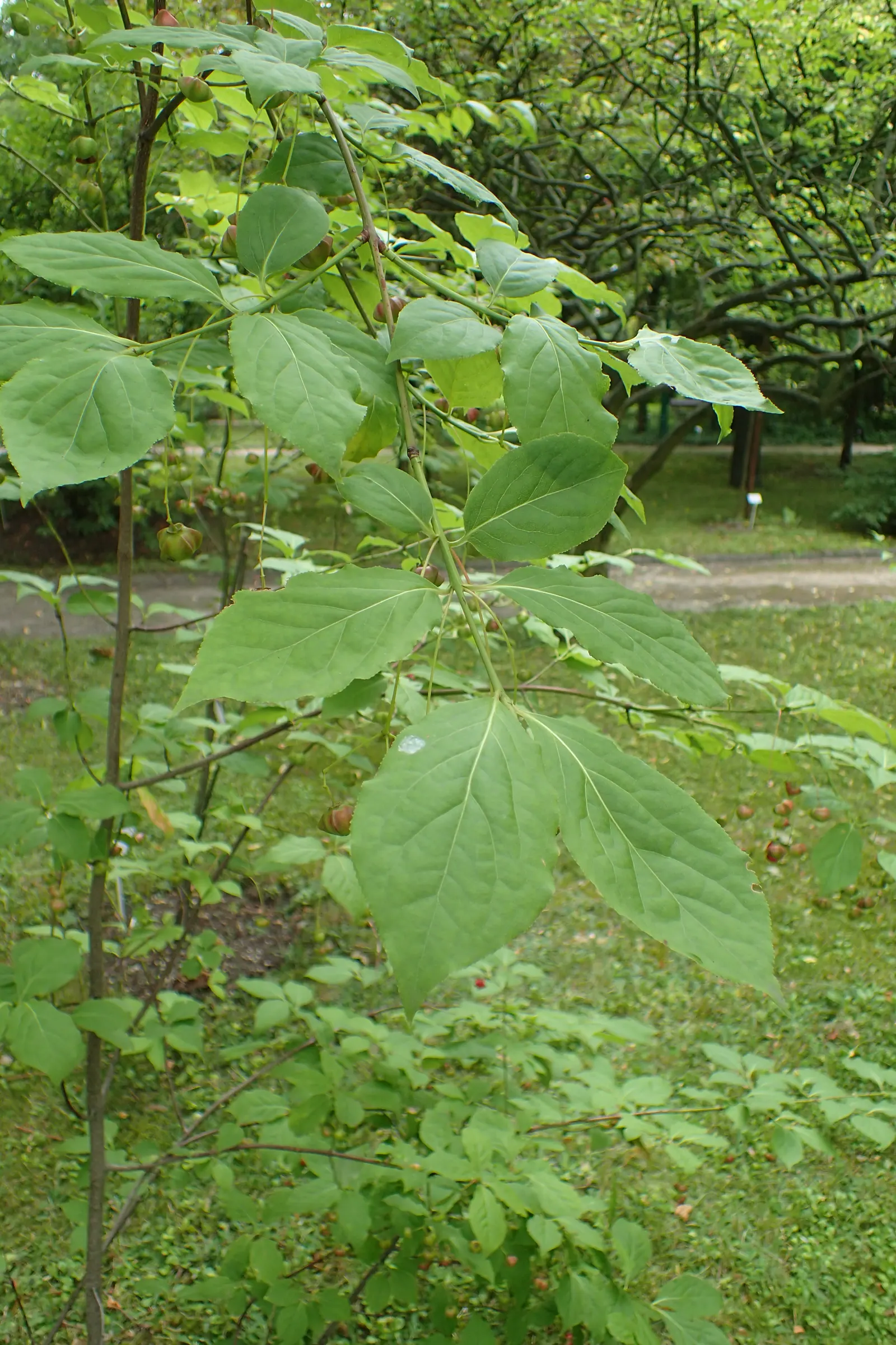 Siberian Burning Bush (Euonymus Planipes) — including urban pollution