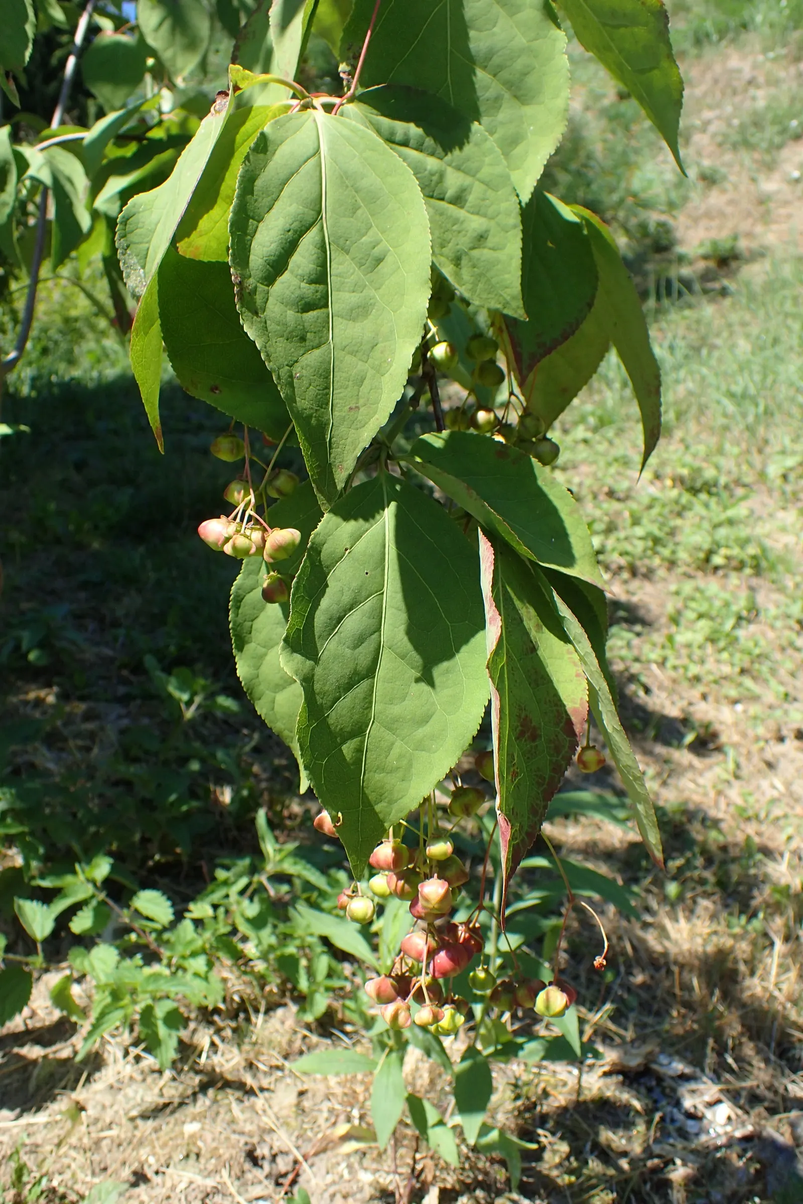 Siberian Burning Bush (Euonymus Planipes) — select a site offering well-drained soil with full sun to partial shade