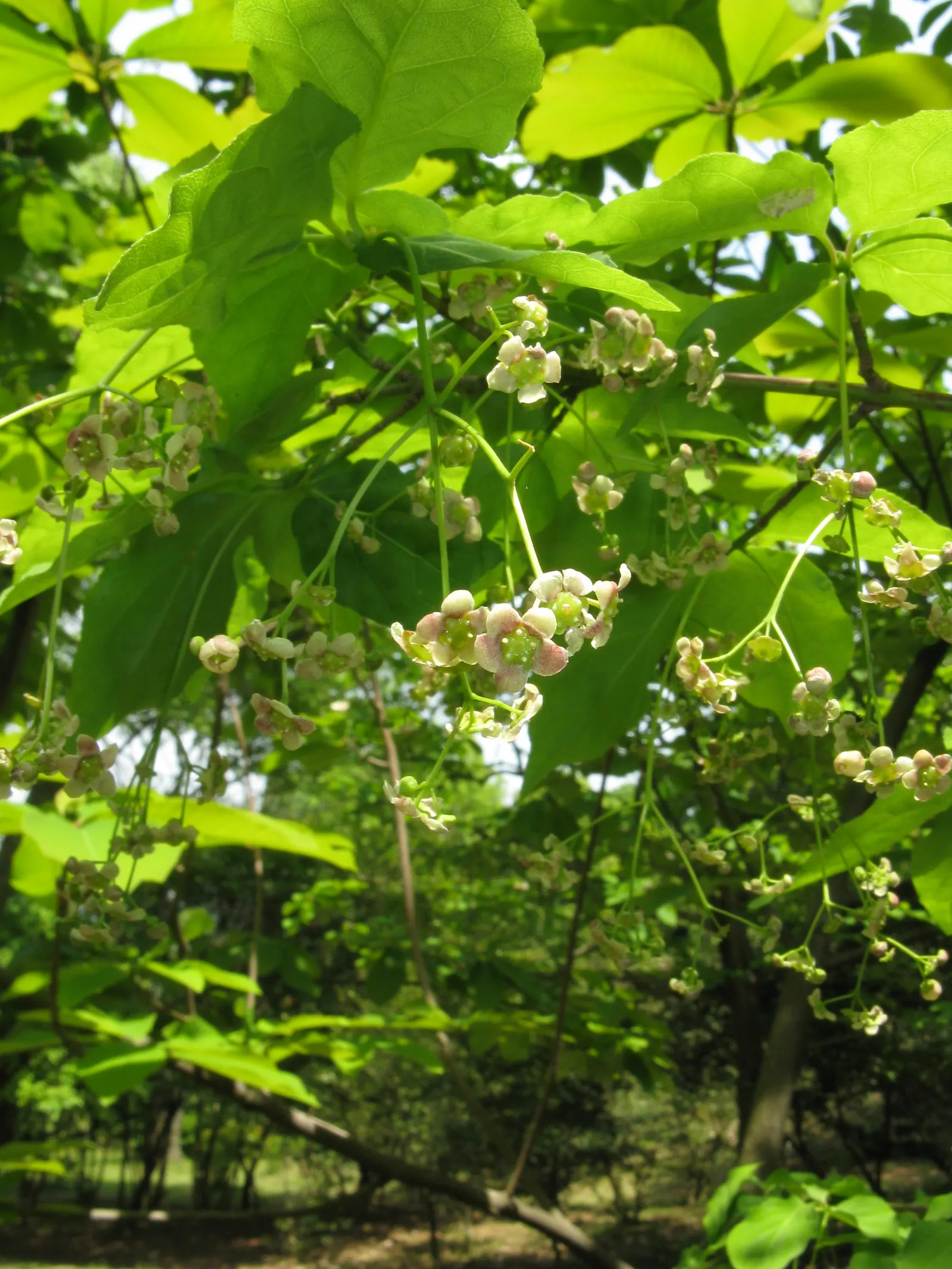 Siberian Burning Bush (Euonymus Planipes) — is an enchanting deciduous shrub that offers stunning visual interest throughout the year