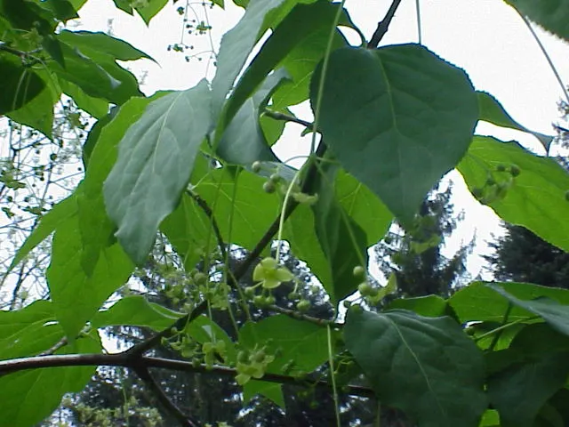 Siberian Burning Bush (Euonymus Planipes) — and the island of Sakhalin in Russia