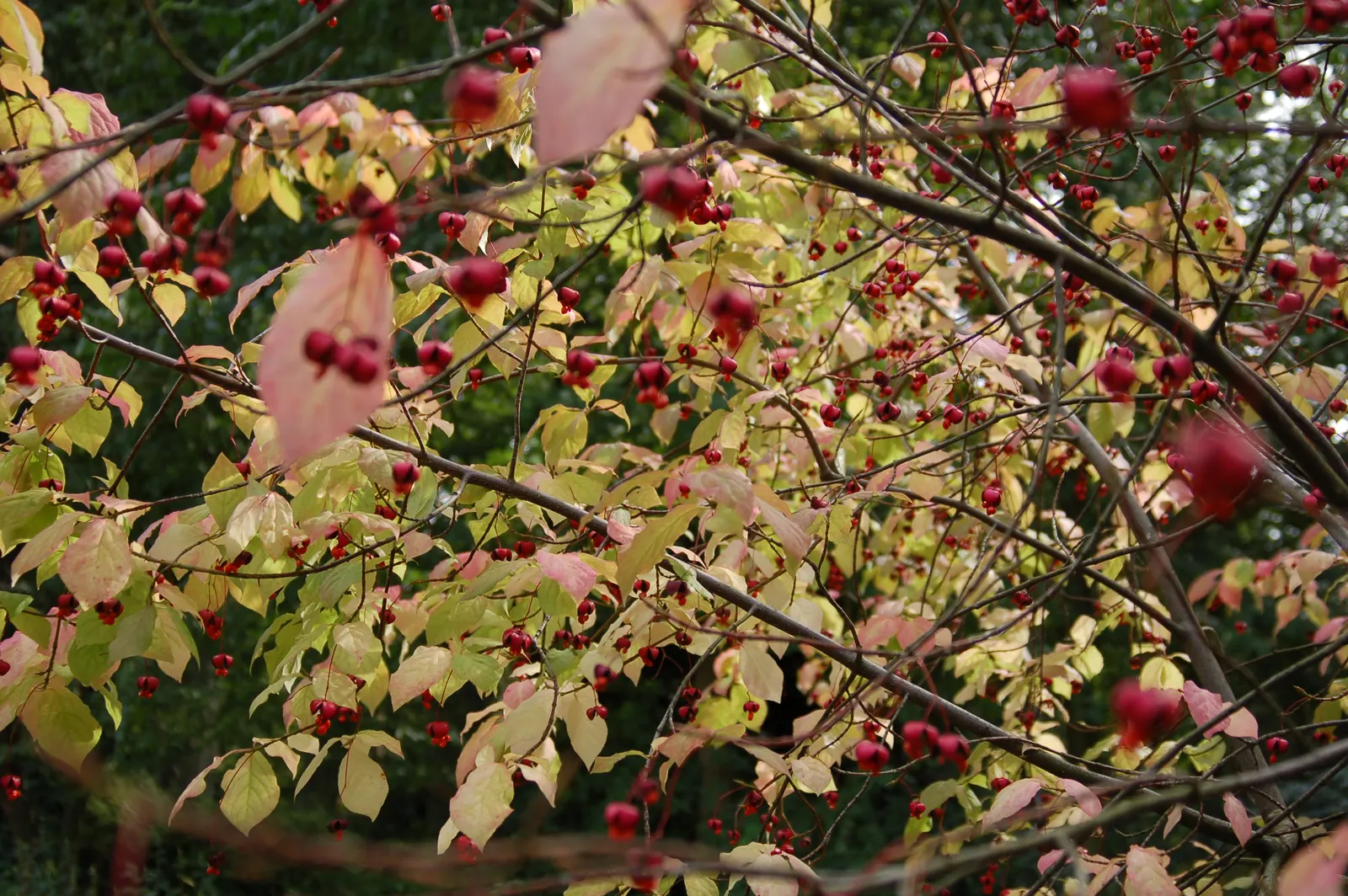 Siberian Burning Bush (Euonymus Planipes) — which split open to reveal orange seeds in the fall