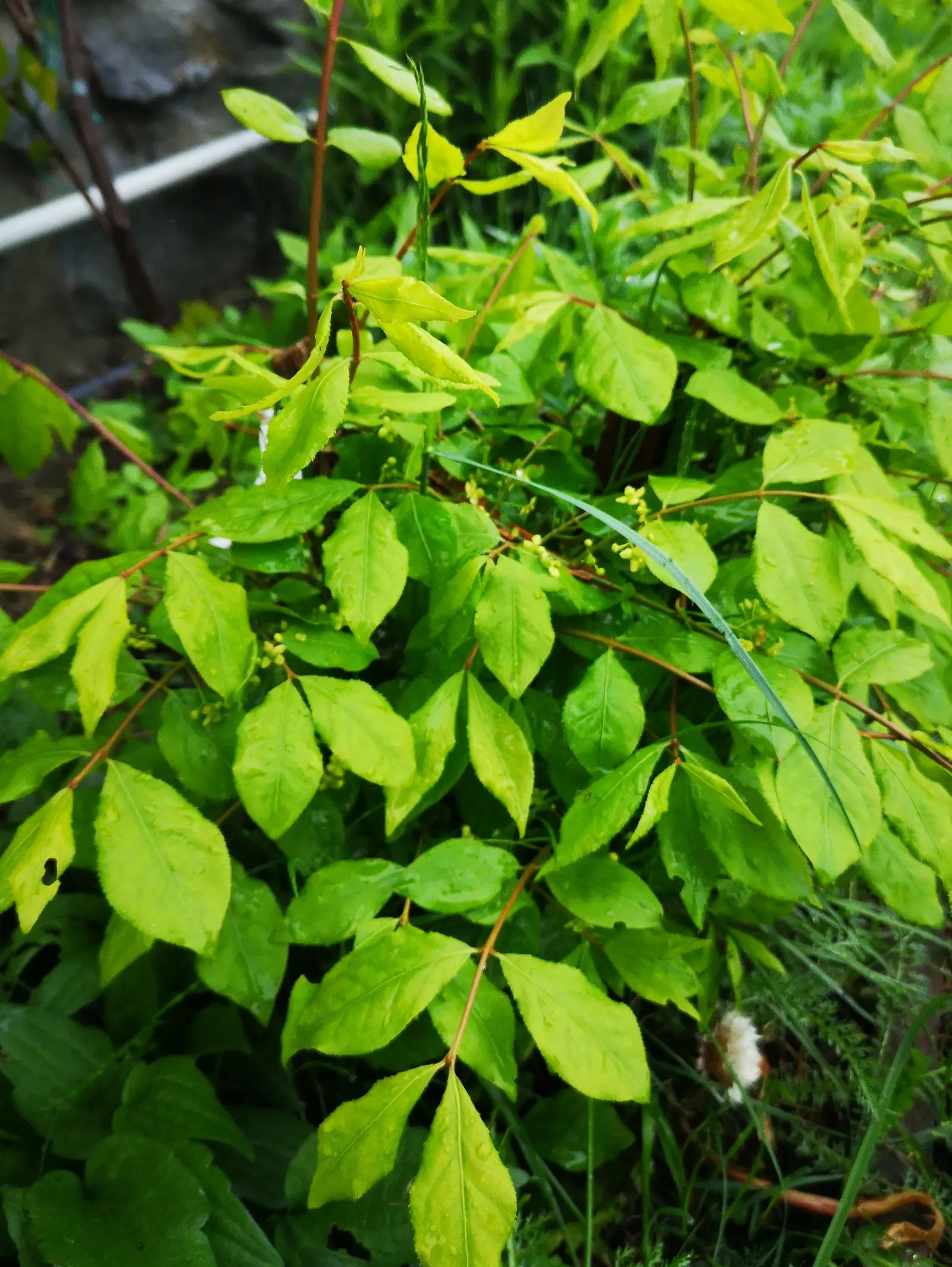 Siberian Burning Bush (Euonymus Planipes) — dark green leaves that can reach up to 5 inches long