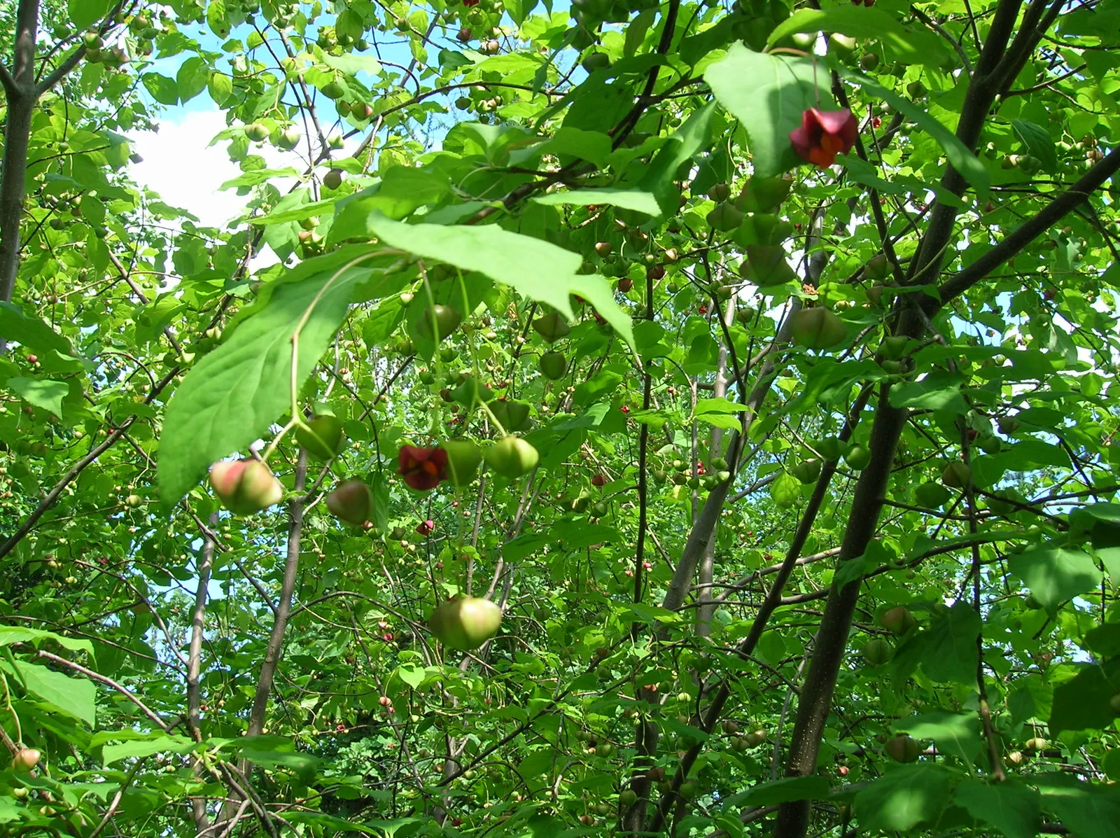 Siberian Burning Bush (Euonymus Planipes) — This remarkable seed display