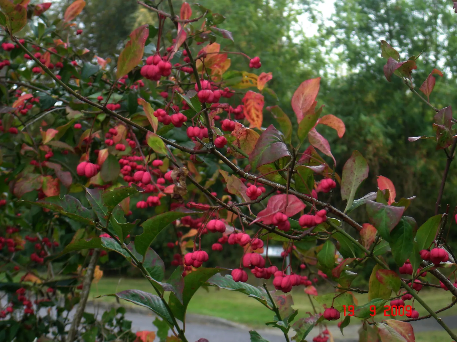 Siberian Burning Bush (Euonymus Planipes) — inconspicuous purple flowers that bloom in late spring