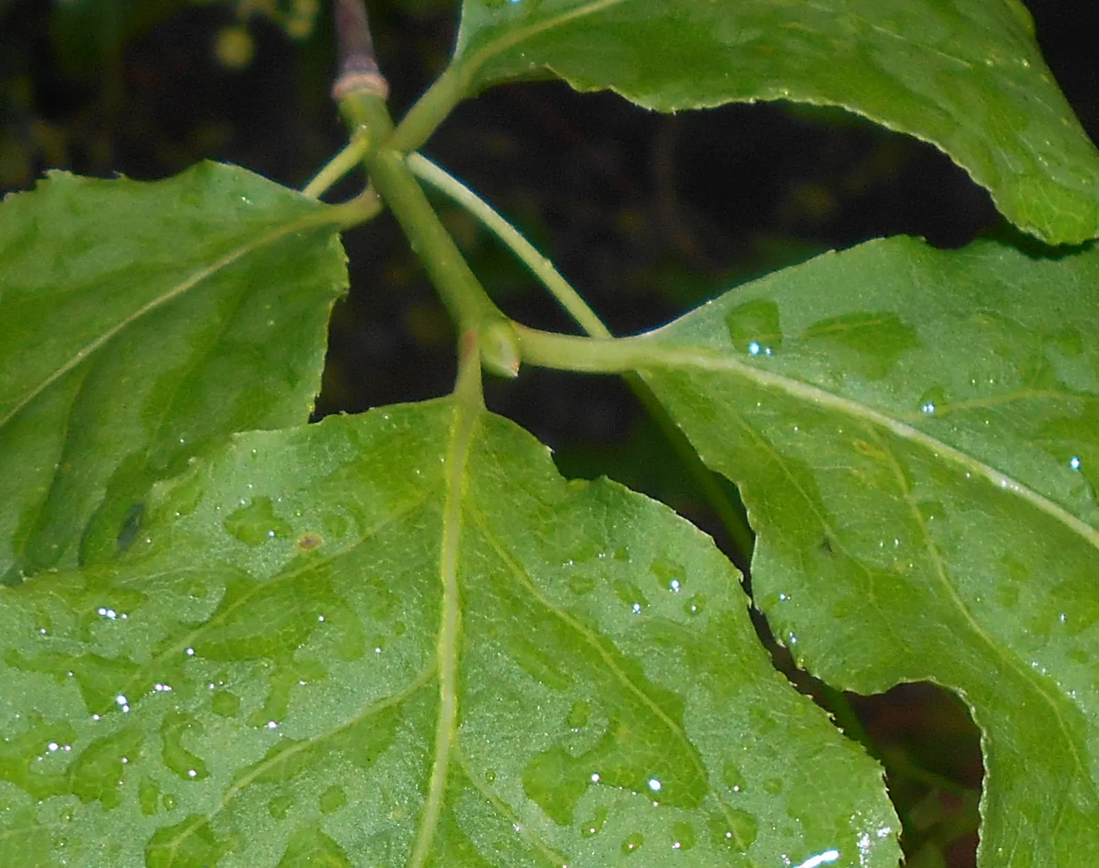 Siberian Burning Bush (Euonymus Planipes) — Provide regular watering, especially during prolonged dry spells