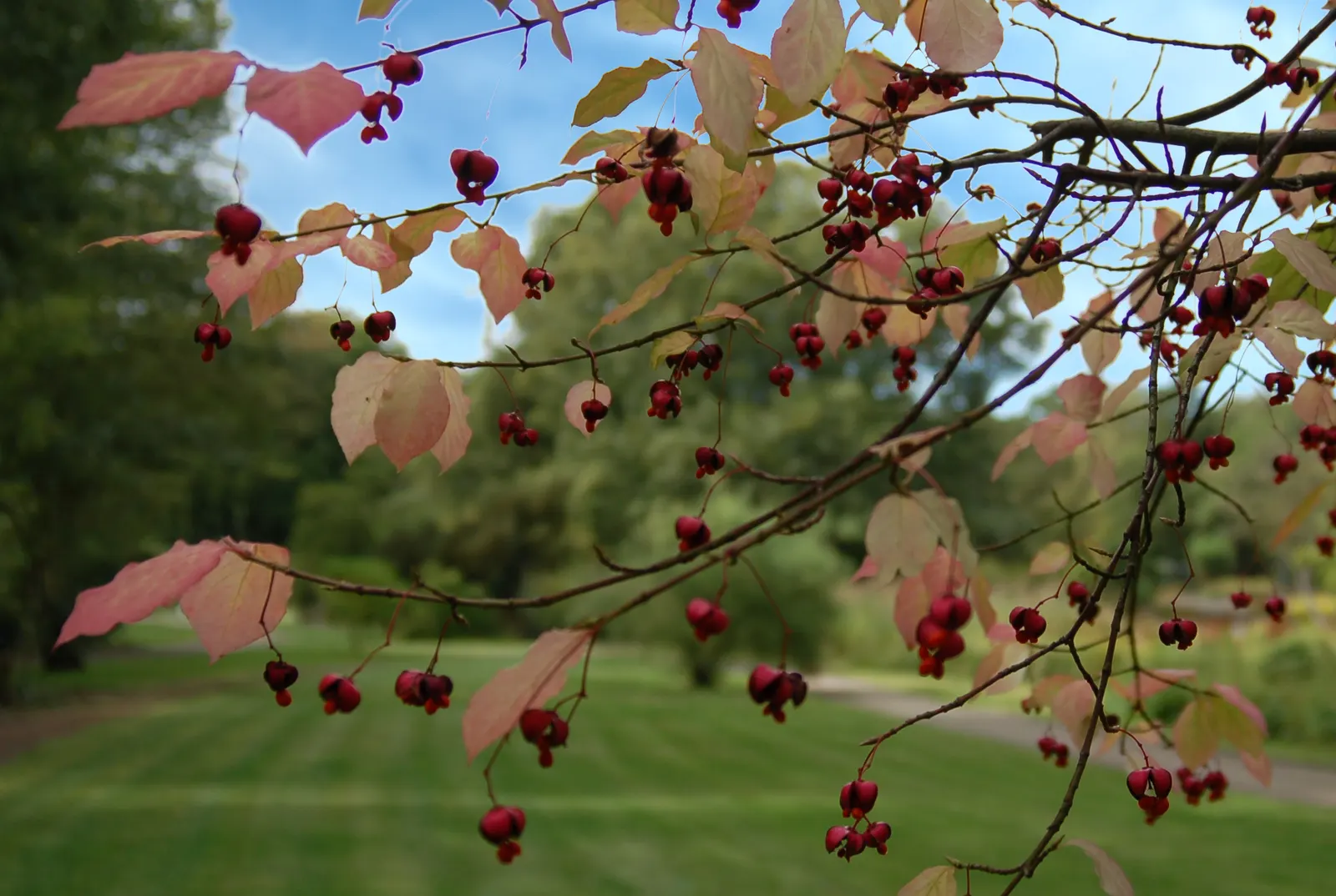 Siberian Burning Bush (Euonymus Planipes) — While the flowers may be modest