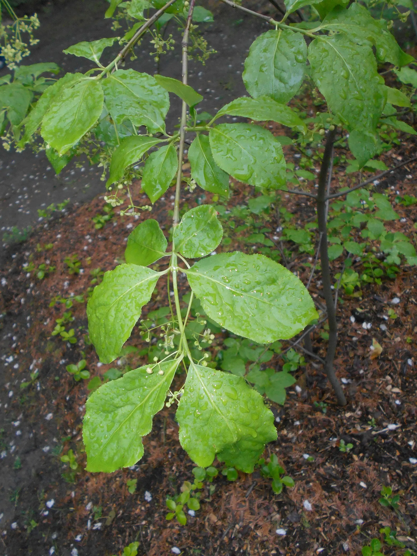 Siberian Burning Bush (Euonymus Planipes) — making it versatile for various landscape designs
