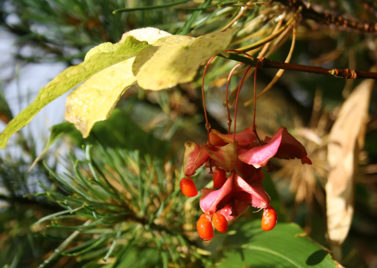 Siberian Burning Bush (Euonymus Planipes) — Grows to a mature height of 6-10 feet with an equal spread; this remarkable seed display
