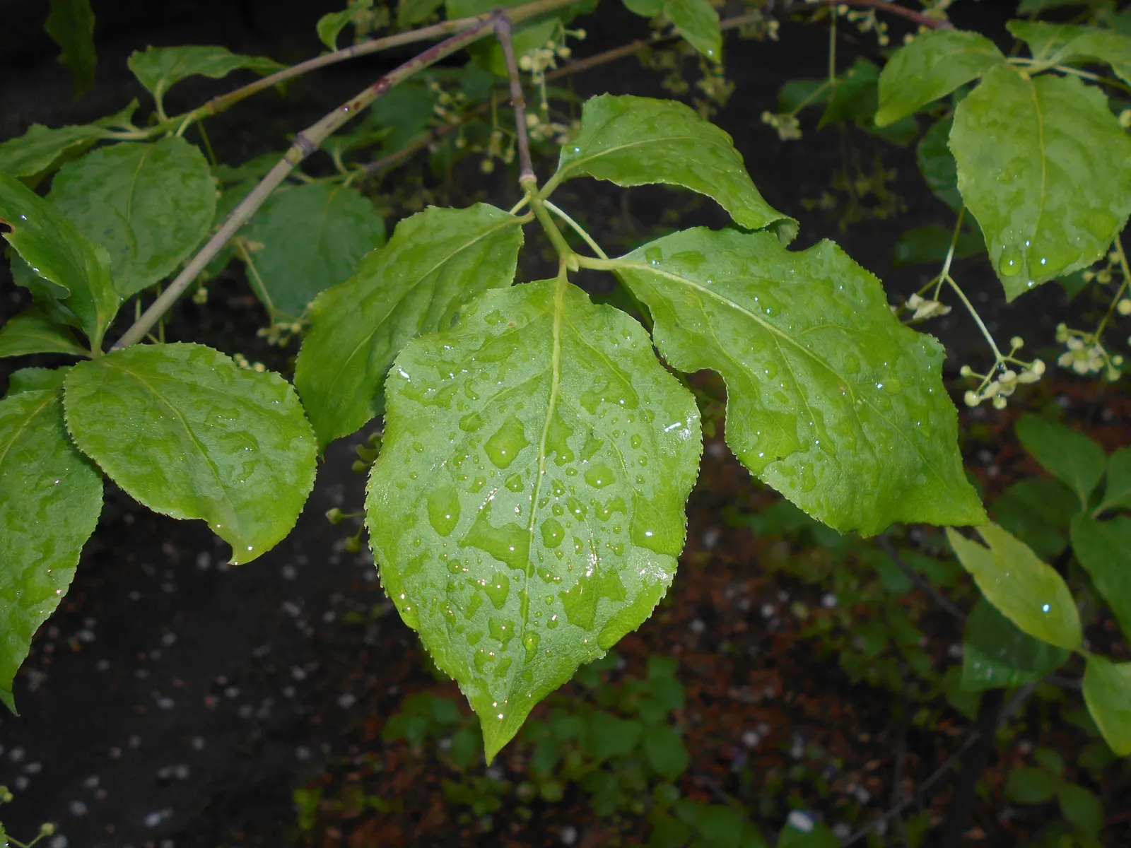 Siberian Burning Bush (Euonymus Planipes) — The Siberian Burning Bush tolerates a range of soil types
