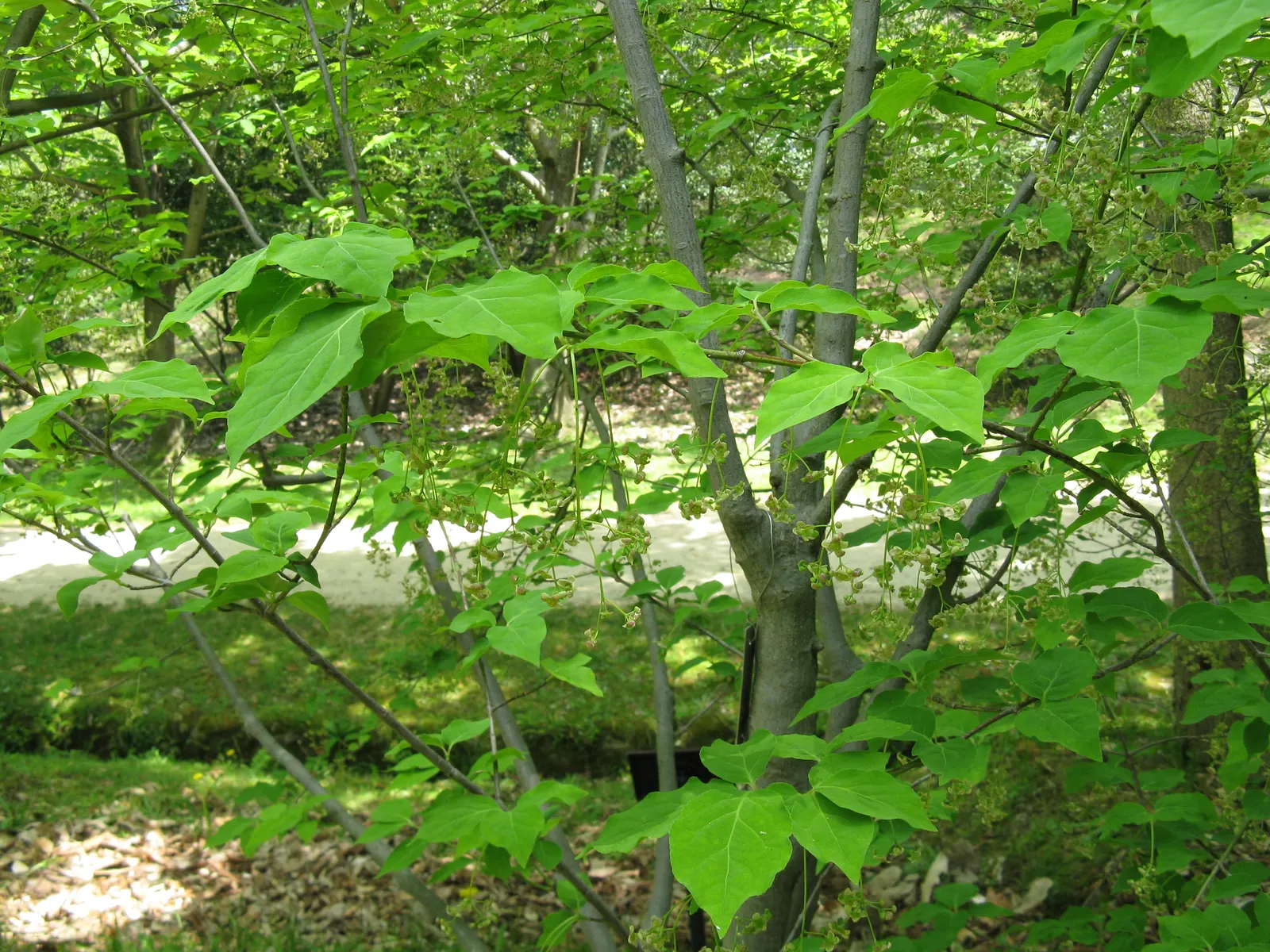 Siberian Burning Bush (Euonymus Planipes) — adding interest to the landscape and attracting birds