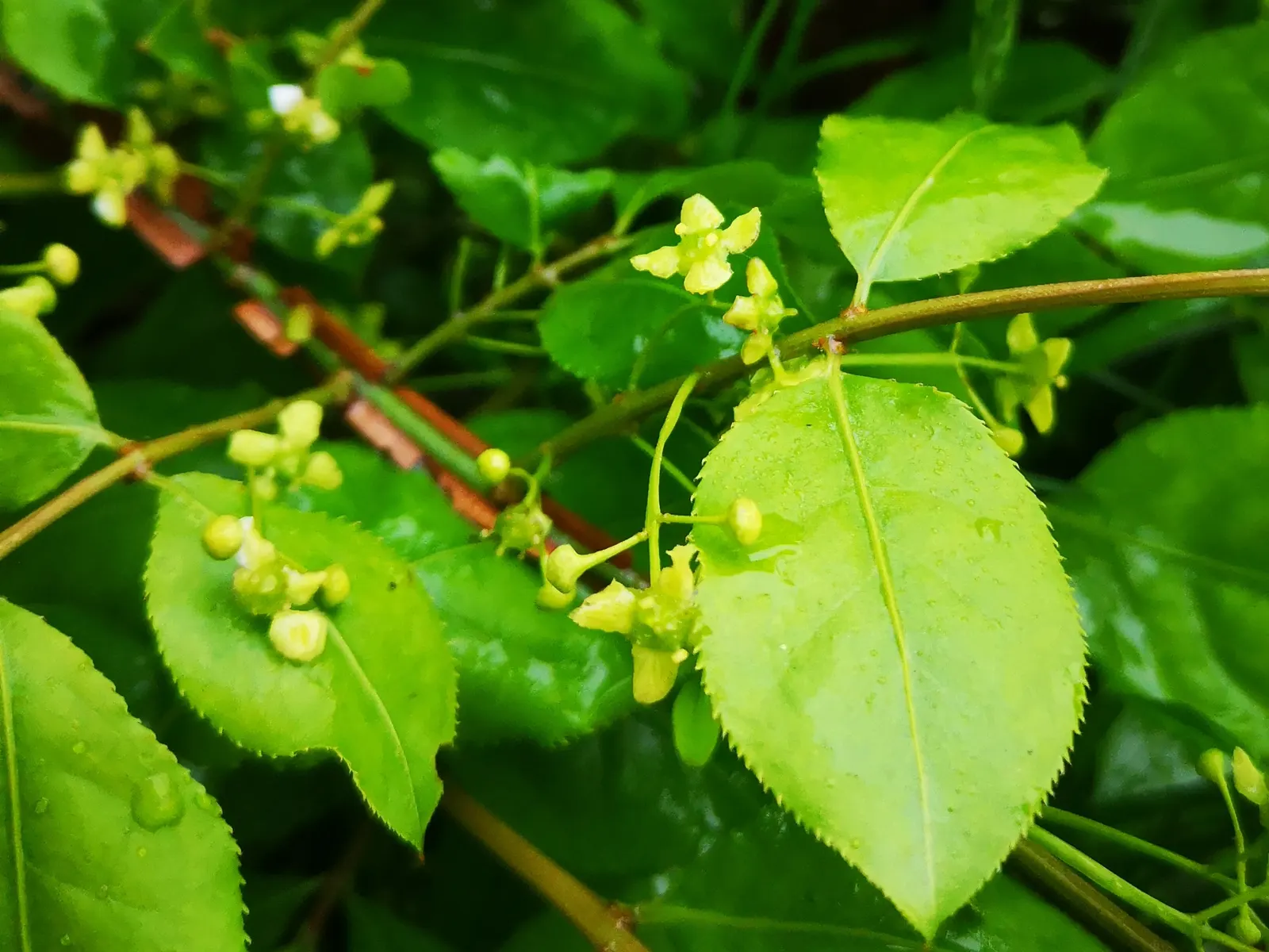 Siberian Burning Bush (Euonymus Planipes) — Hailing from the regions of Korea