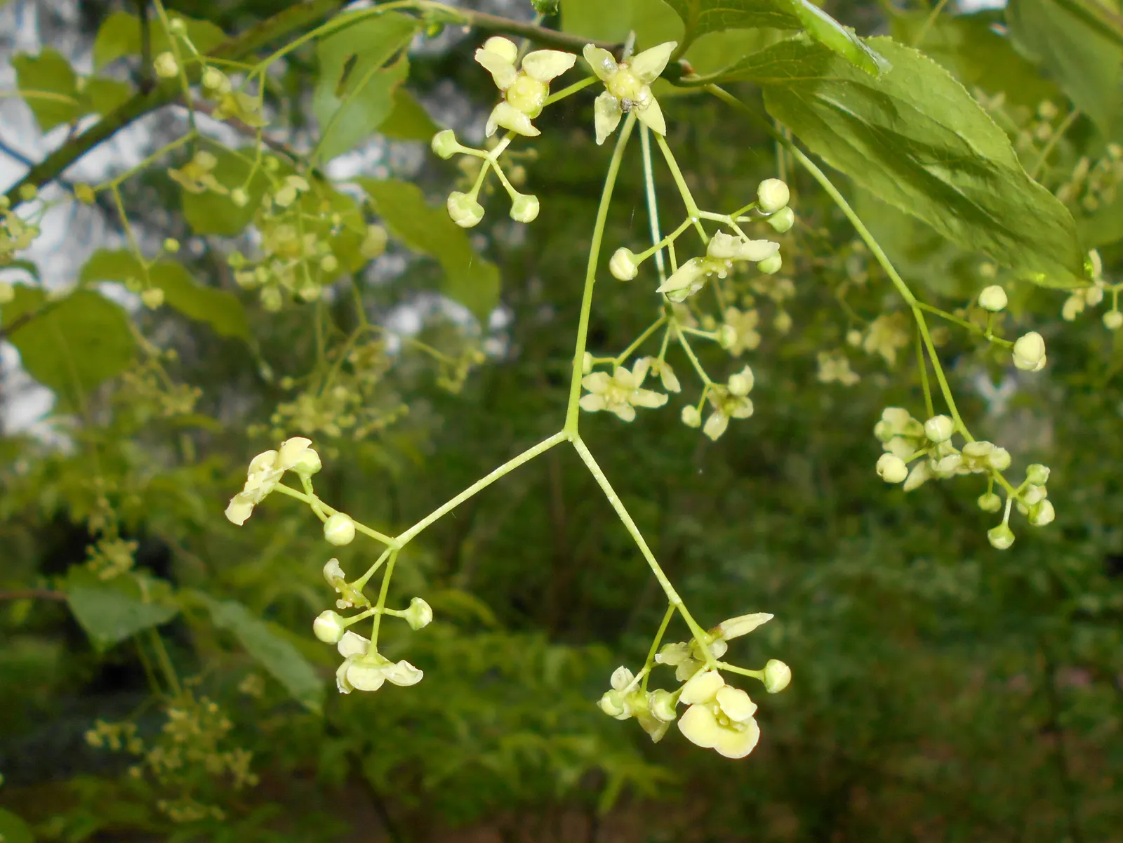 Siberian Burning Bush (Euonymus Planipes) — Grows to a mature height of 6-10 feet with an equal spread