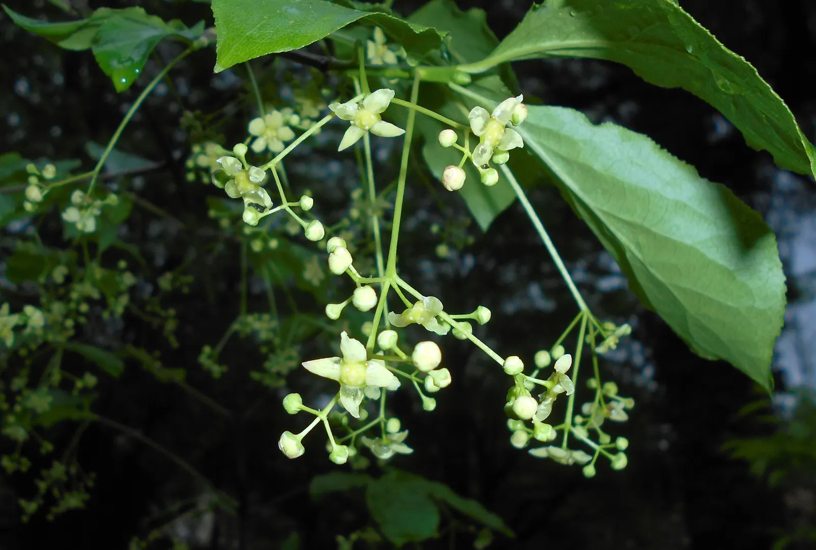 Siberian Burning Bush (Euonymus Planipes) — this species showcases an upright