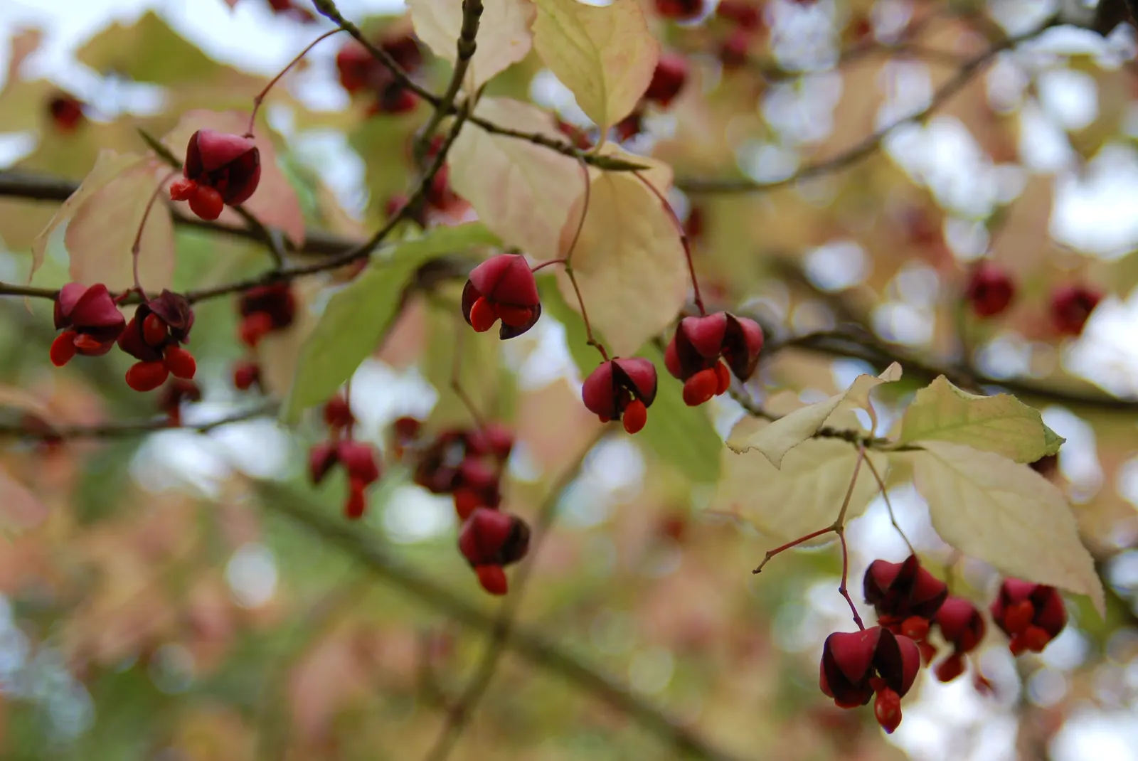 Siberian Burning Bush (Euonymus Planipes) — lends the bush its common name.<br><br>For planting