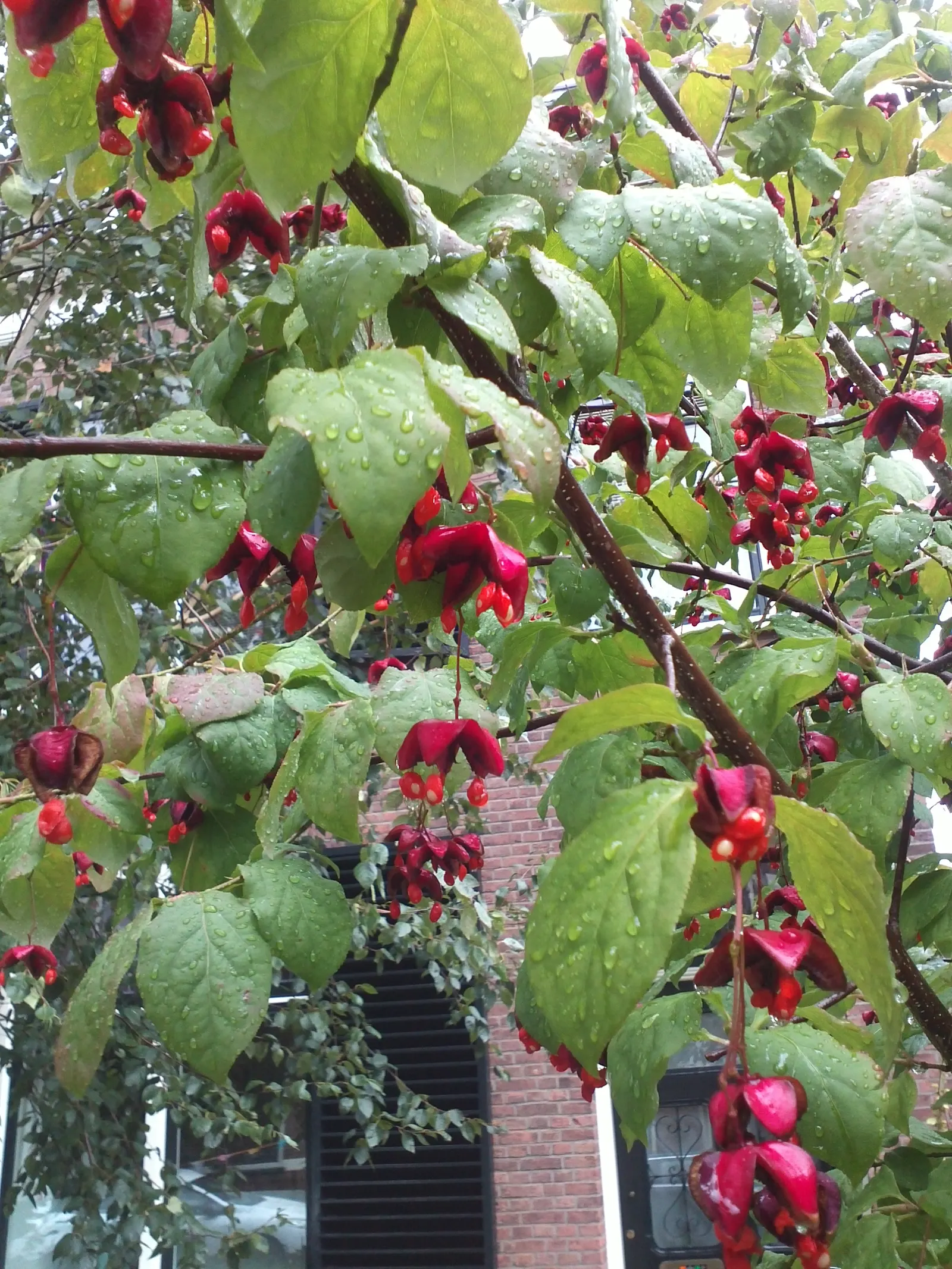 Siberian Burning Bush (Euonymus Planipes) — The Siberian Burning Bush (Euonymus planipes) is a striking deciduous shrub; prefers well-drained soil in full sun