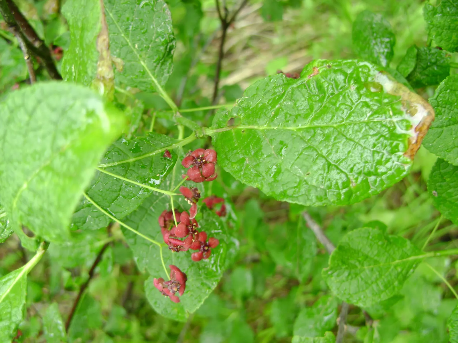 Siberian Burning Bush (Euonymus Planipes) — red flowers in the garden