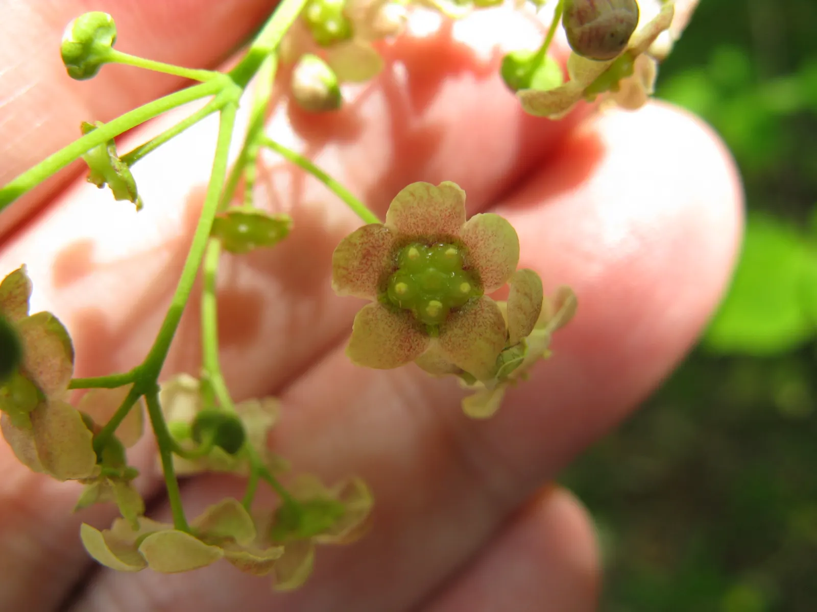 Siberian Burning Bush (Euonymus Planipes) — approximately 0.5 to 0.75 inches in diameter