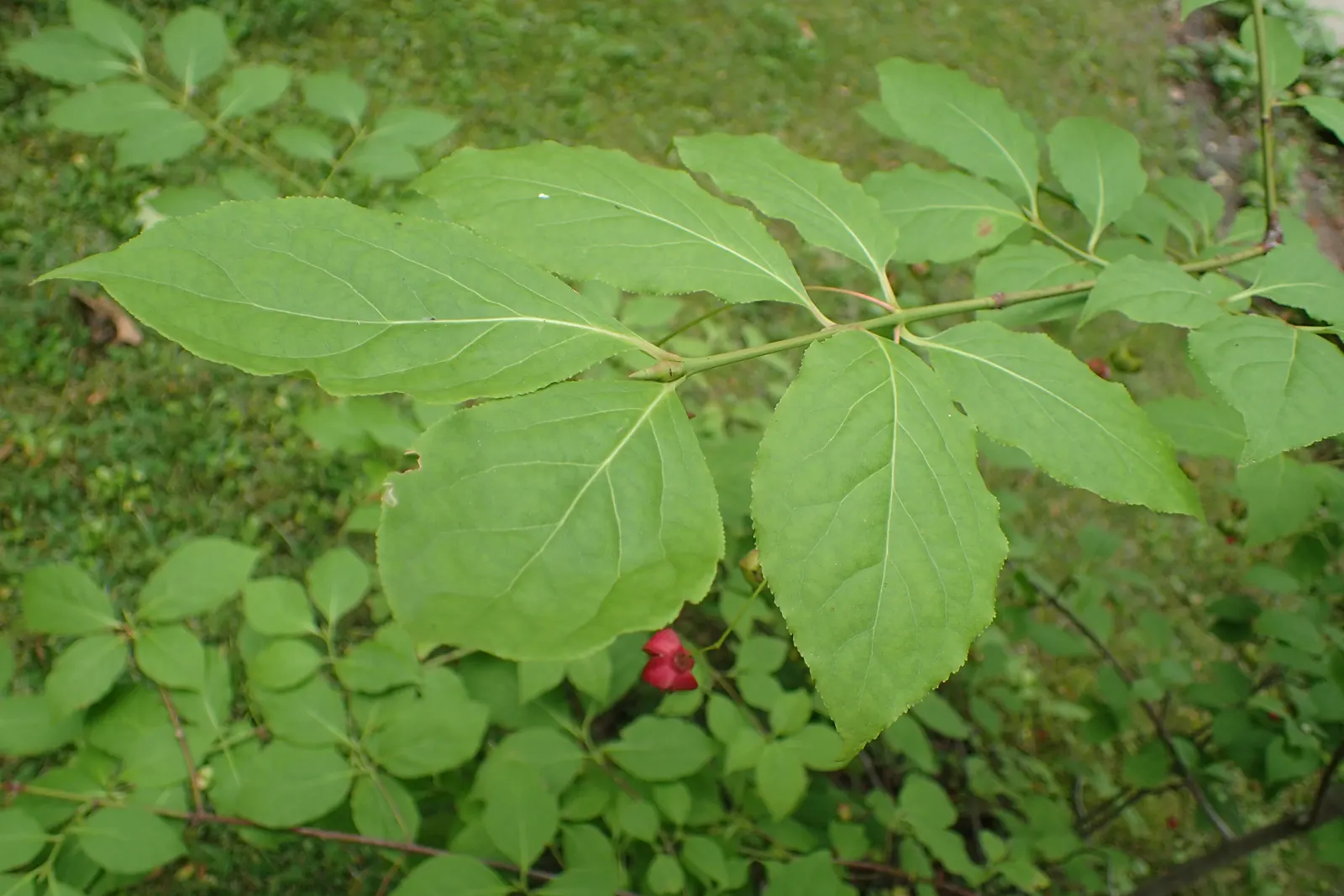 Siberian Burning Bush (Euonymus Planipes) — The Siberian Burning Bush (Euonymus planipes) is a striking deciduous shrub