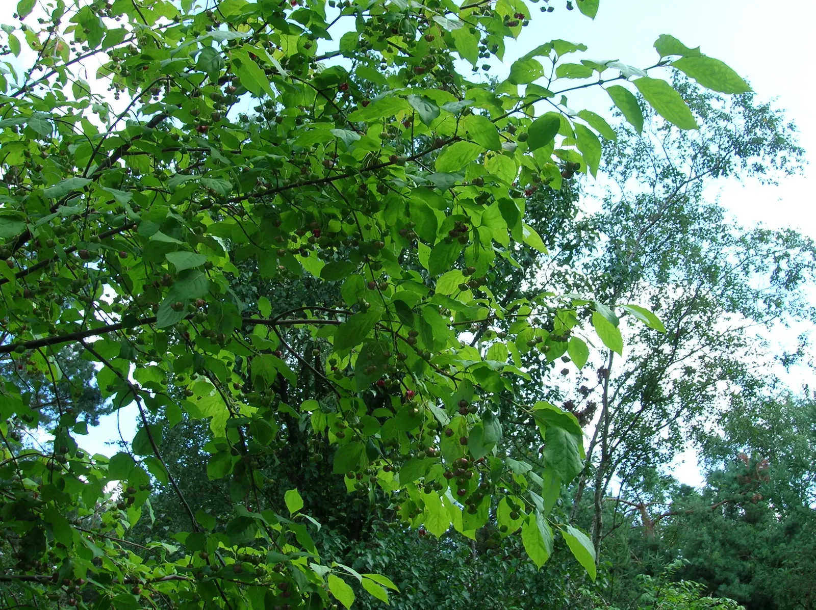 Siberian Burning Bush (Euonymus Planipes) — Zones 4 through 7 are ideal for cultivating this visually striking shrub