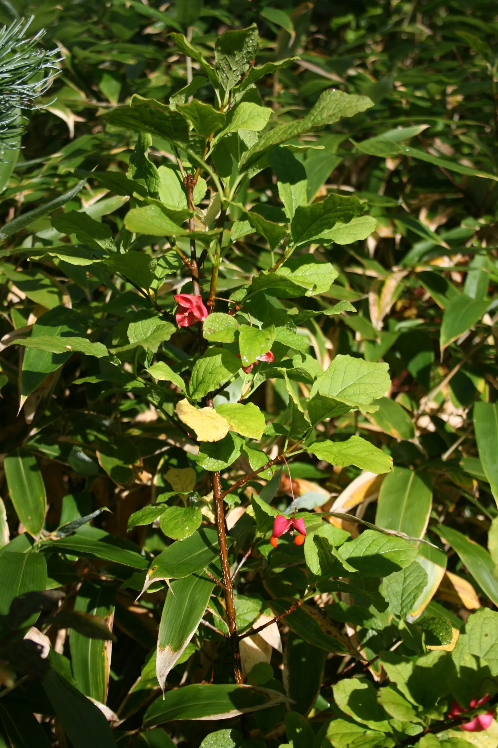 Siberian Burning Bush (Euonymus Planipes) — ensuring a hardy performance throughout the year
