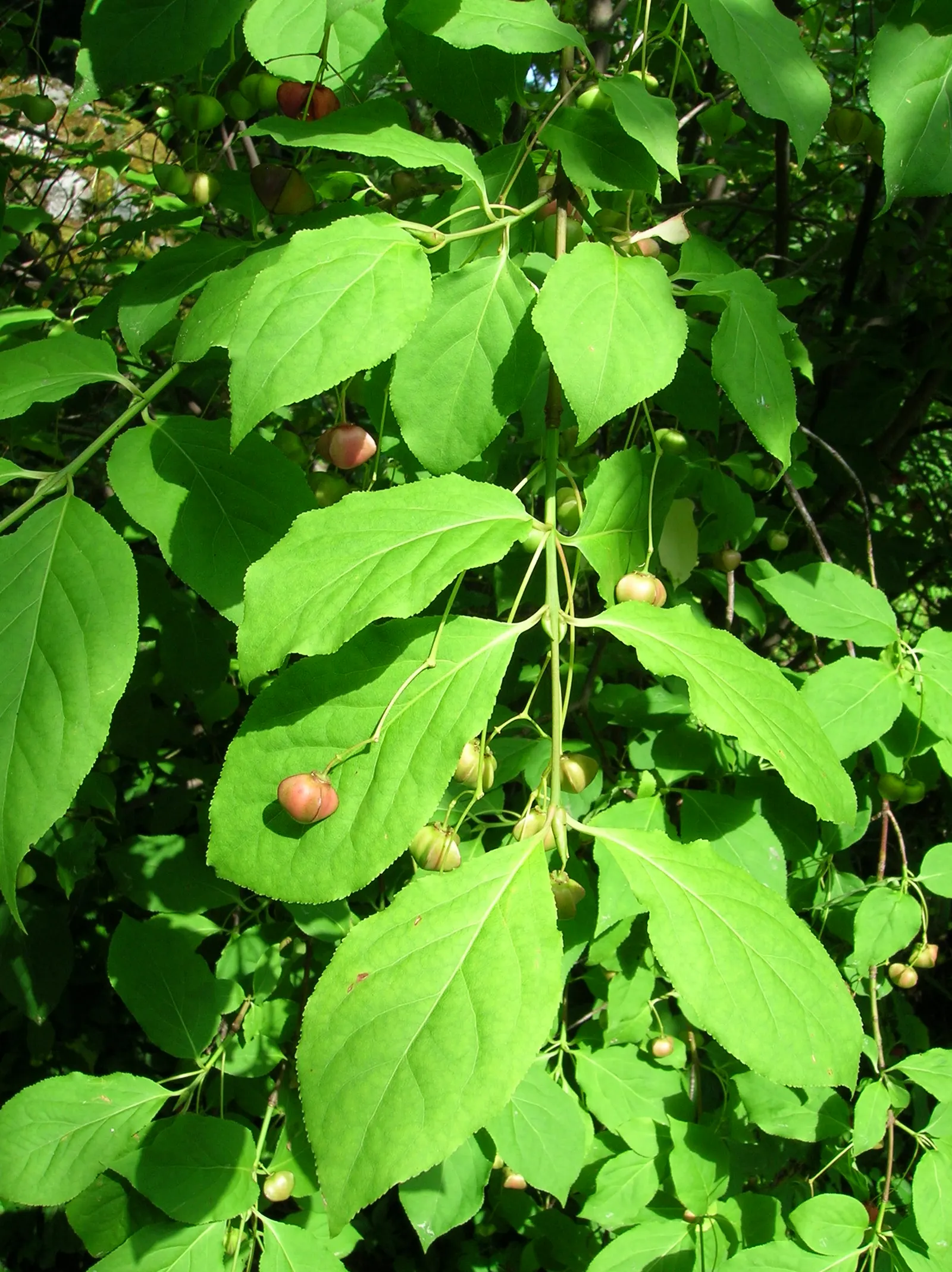 Siberian Burning Bush (Euonymus Planipes) — which persist into winter