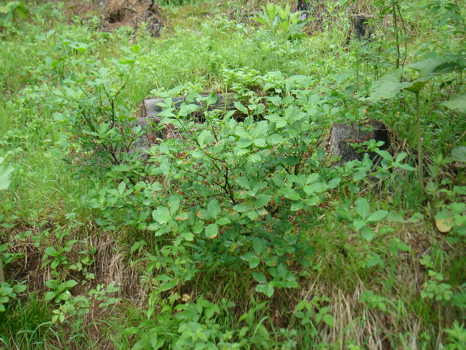 Siberian Burning Bush (Euonymus Planipes) — shrub / tree for full or half
