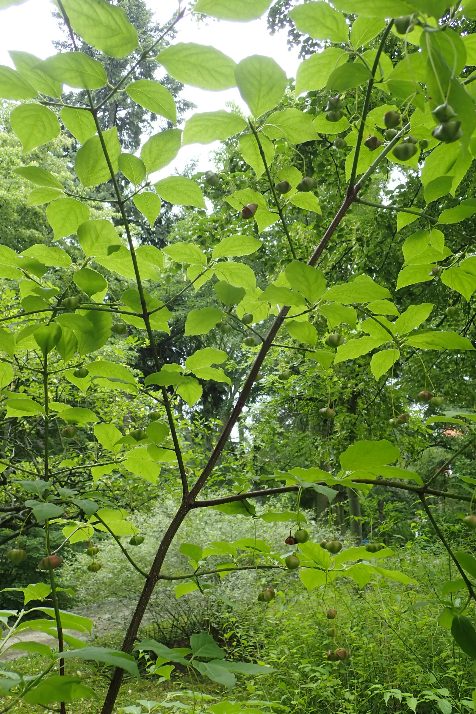 Siberian Burning Bush (Euonymus Planipes) — Prefers well-drained soil in full sun to partial shade; provide regular watering, especially during prolonged dry