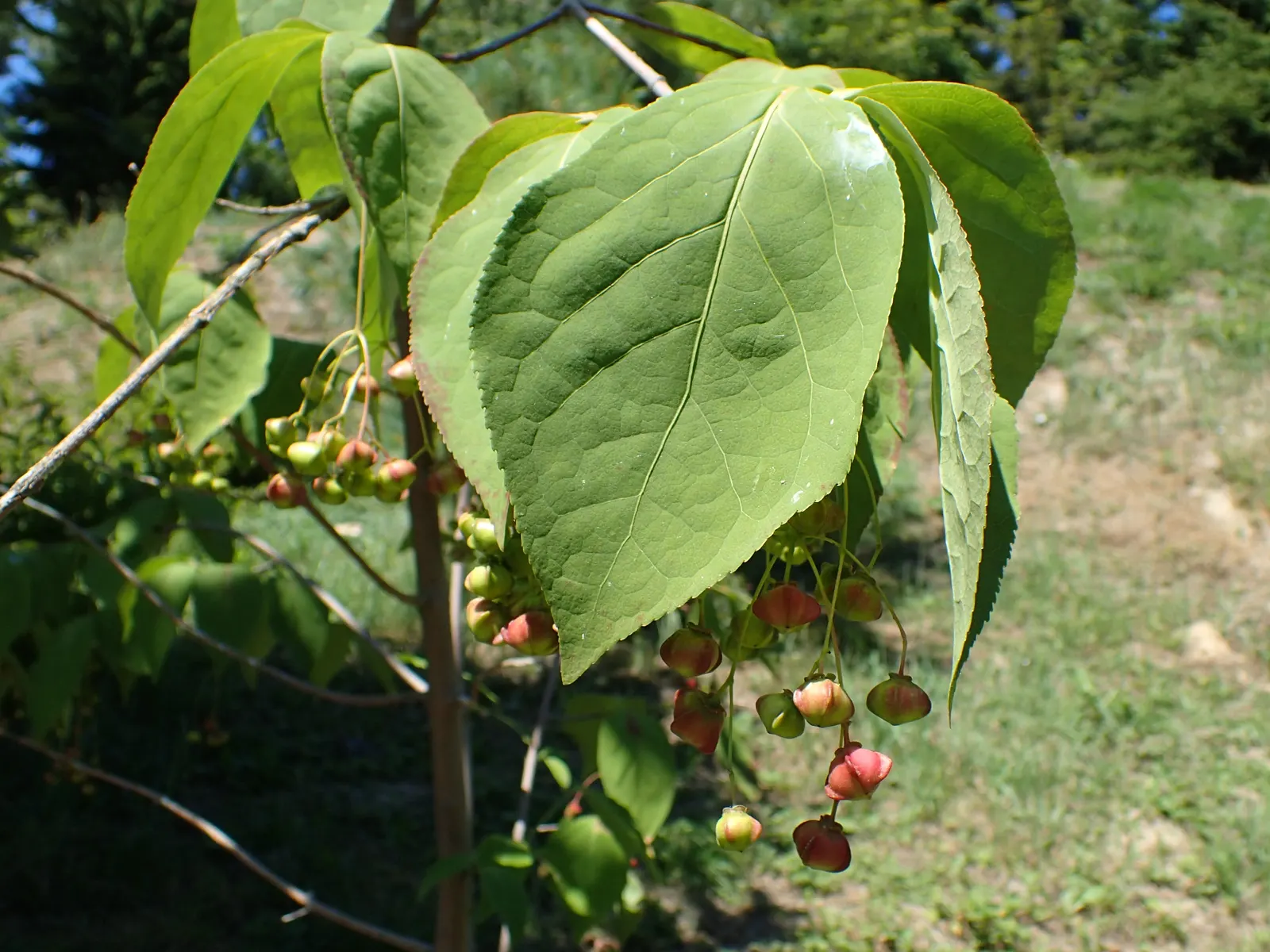 Siberian Burning Bush (Euonymus Planipes) — scientifically known as Euonymus planipes