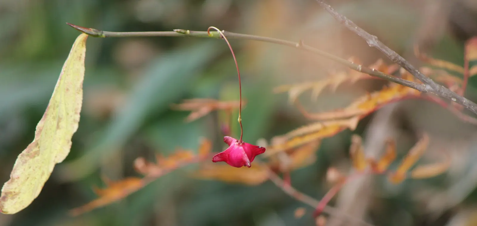 Siberian Burning Bush (Euonymus Planipes) — shrub / tree with red blooms