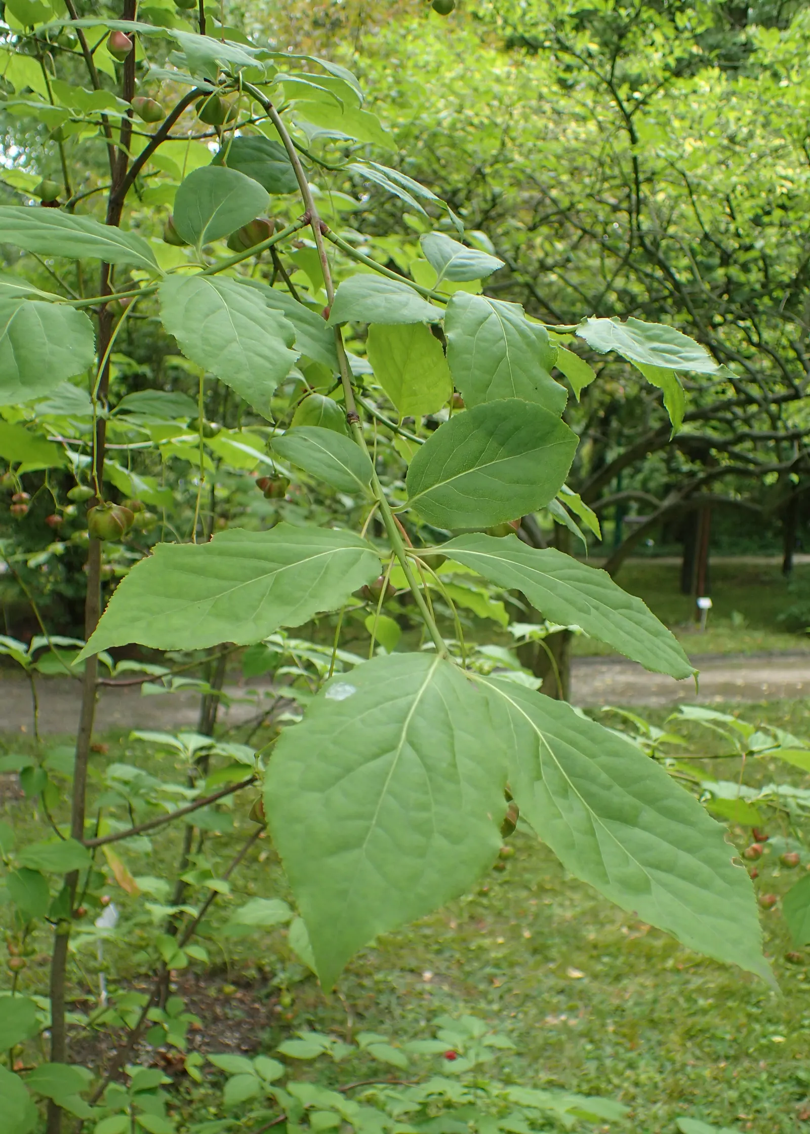 Siberian Burning Bush (Euonymus Planipes) — renowned for its vibrant fall foliage and ornamental red fruit; and the island of Sakhalin in Russia