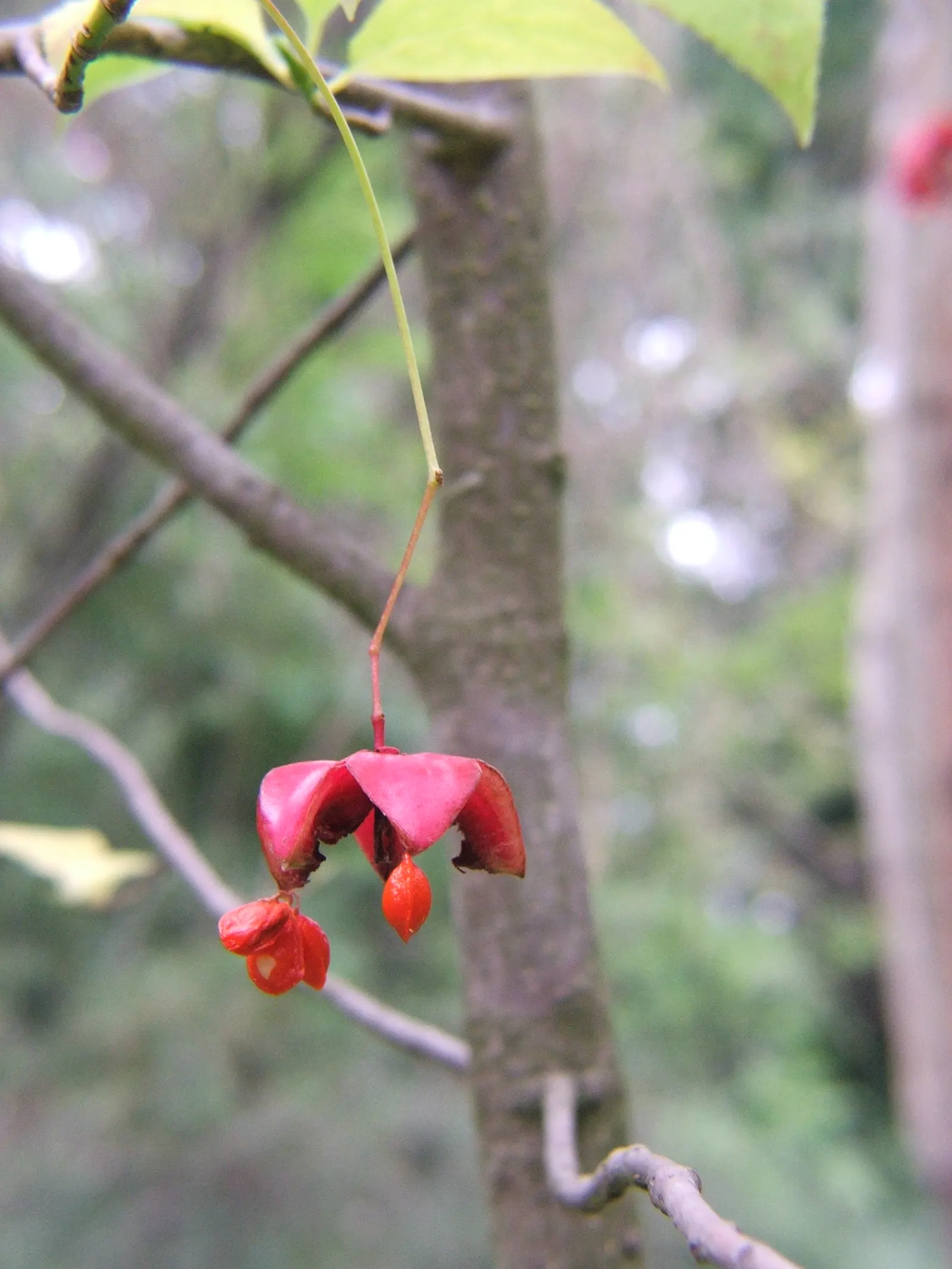 Siberian Burning Bush (Euonymus Planipes) — Prefers well-drained soil in full sun to partial shade