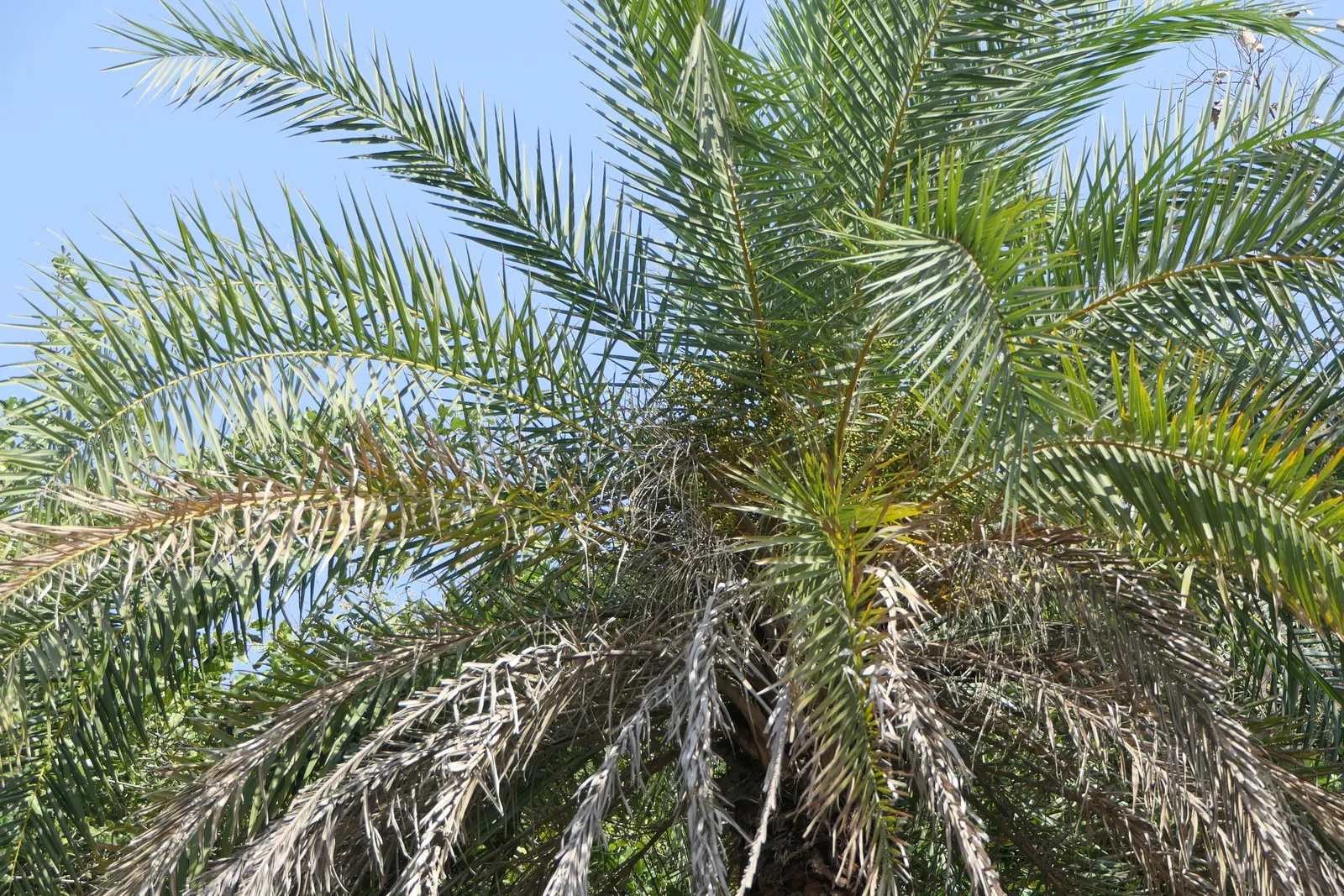 Silver Date Palm (Phoenix Sylvestris) — and Bangladesh and can reach a remarkable height of approximately 40 feet when mature; these arching fronds provide a