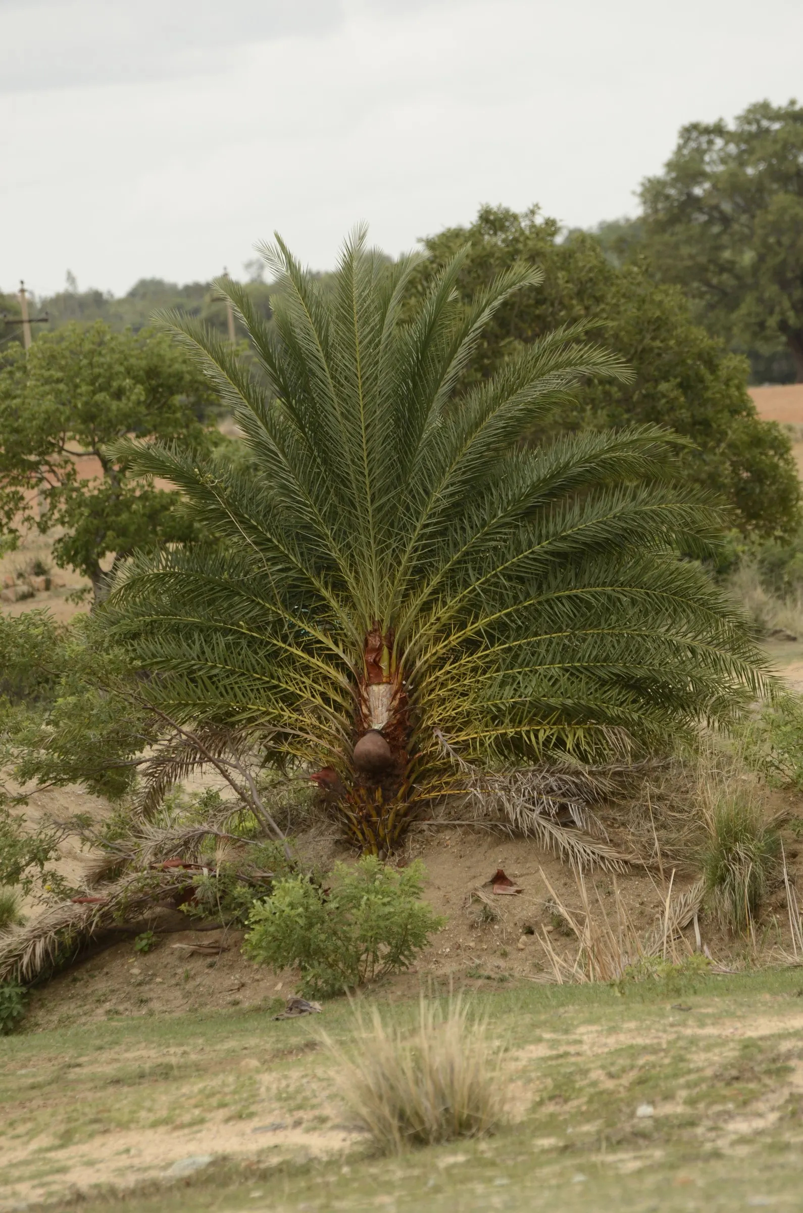 Silver Date Palm (Phoenix Sylvestris) — Female palms produce edible fruits resembling dates