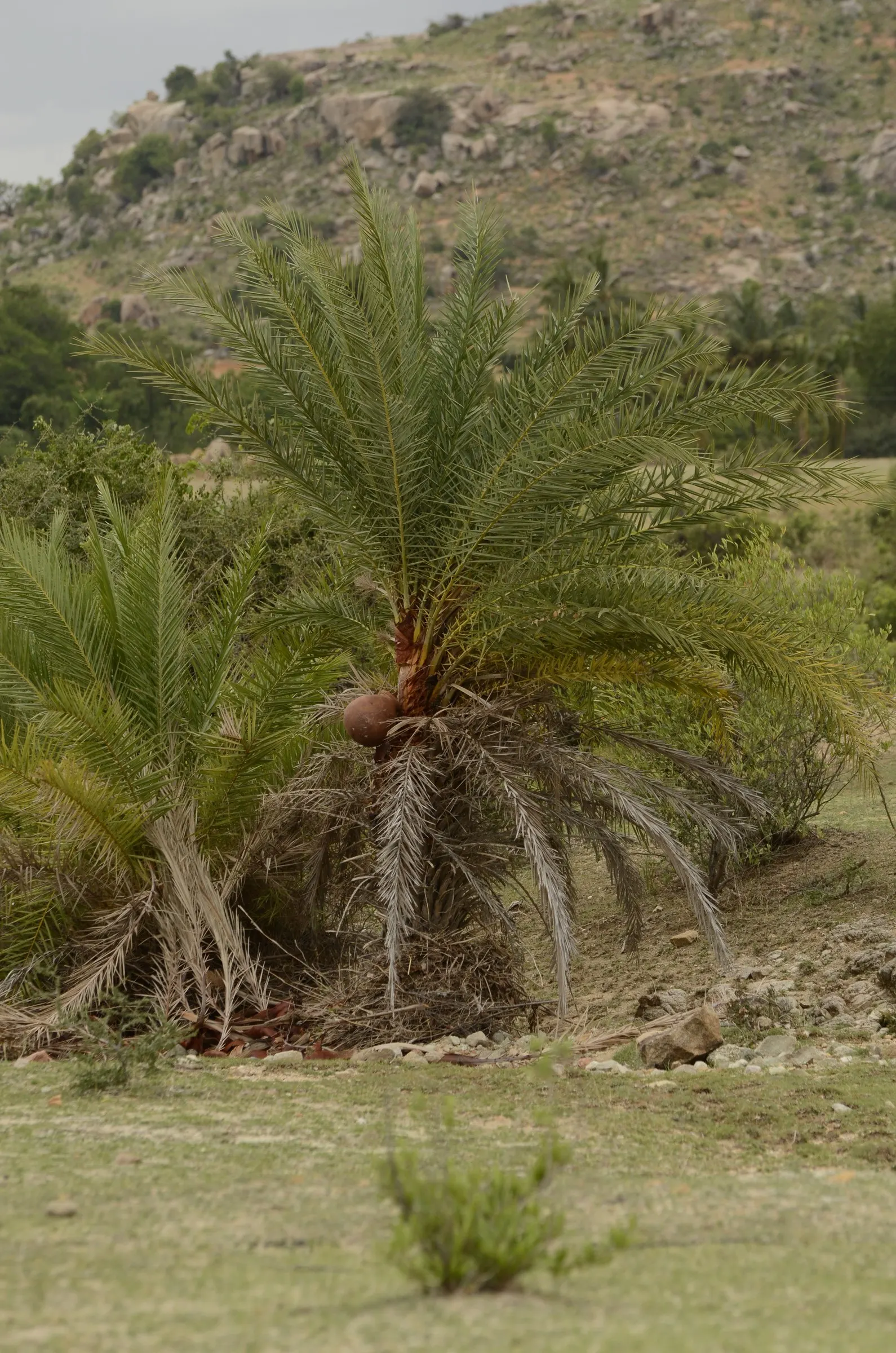 Silver Date Palm (Phoenix Sylvestris) — drought-tolerant palm prefers full sun and well-drained soil