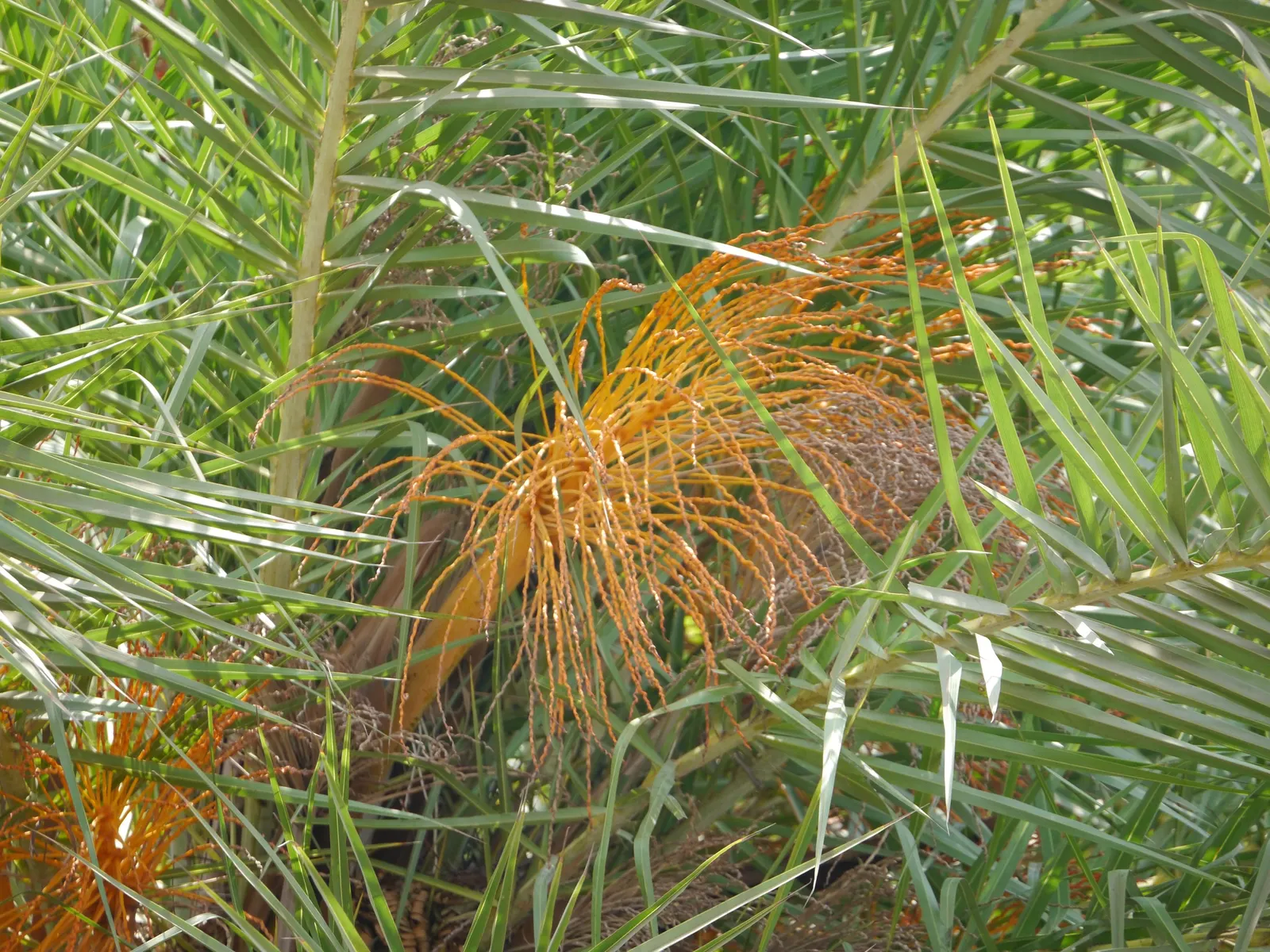Silver Date Palm (Phoenix Sylvestris) — The trunk is thick and robust