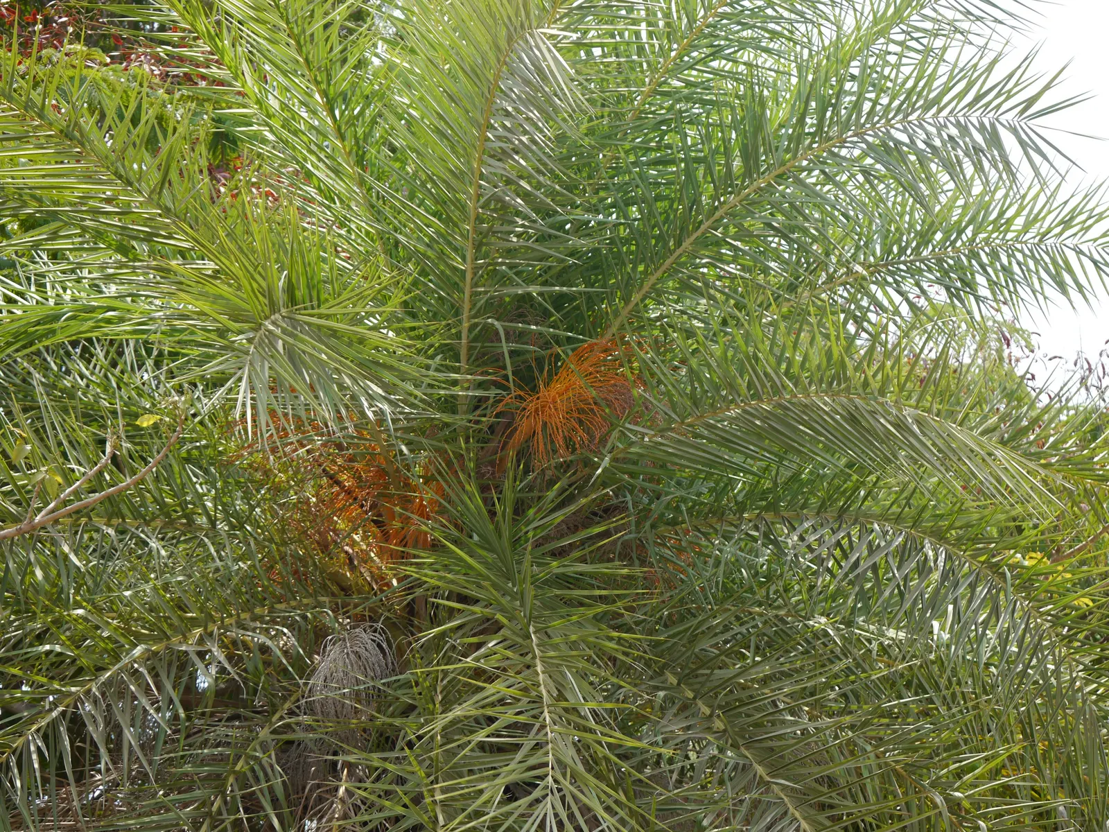 Silver Date Palm (Phoenix Sylvestris) — palm with yellow blooms