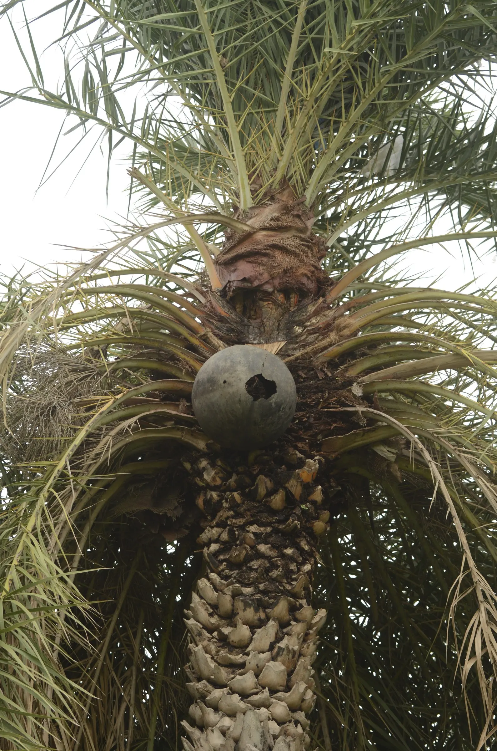 Silver Date Palm (Phoenix Sylvestris) — though well-draining soil is best-suited for optimal growth