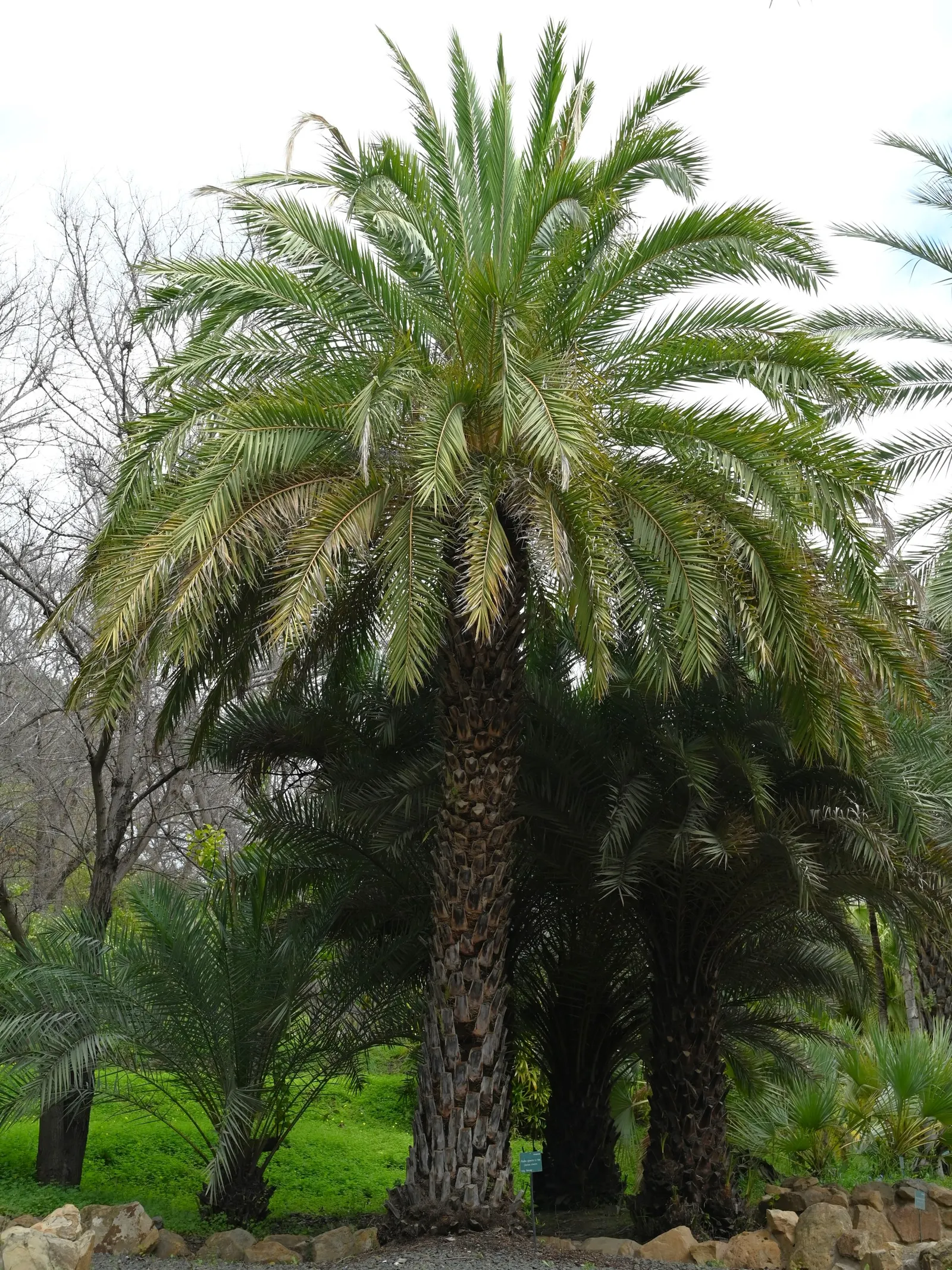 Silver Date Palm (Phoenix Sylvestris) — is an elegant tree reaching heights of 40 feet; drought-tolerant palm prefers full sun and well-drained soil