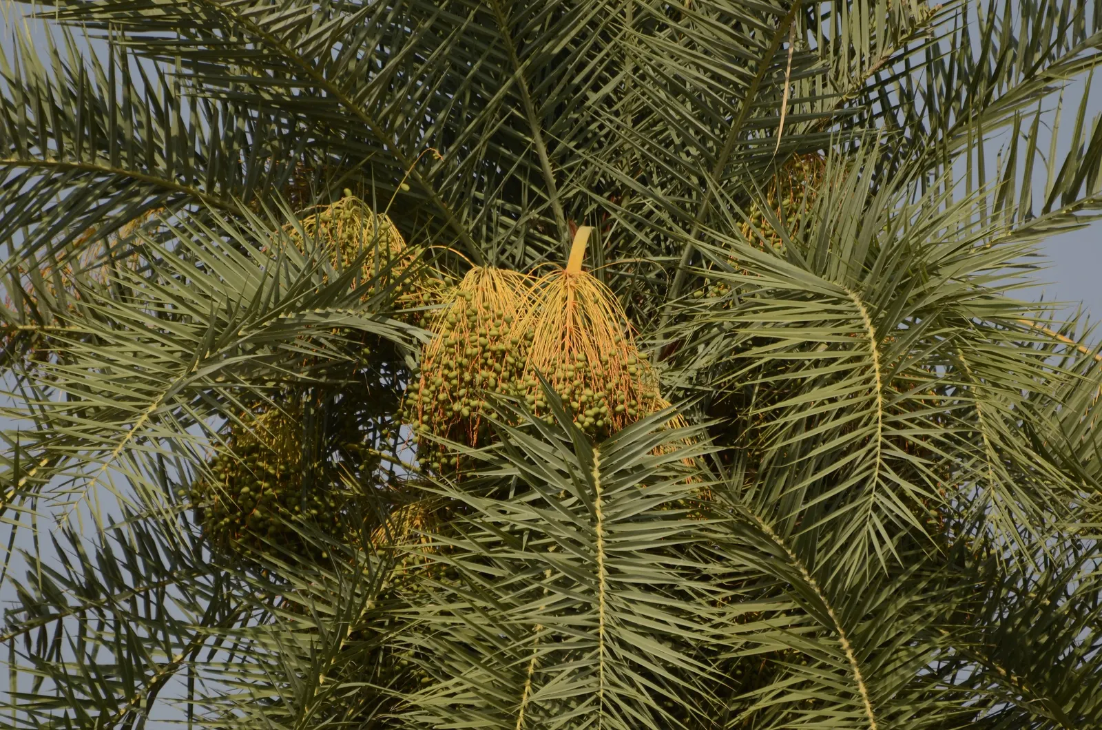 Silver Date Palm (Phoenix Sylvestris) — and Bangladesh and can reach a remarkable height of approximately 40 feet when mature