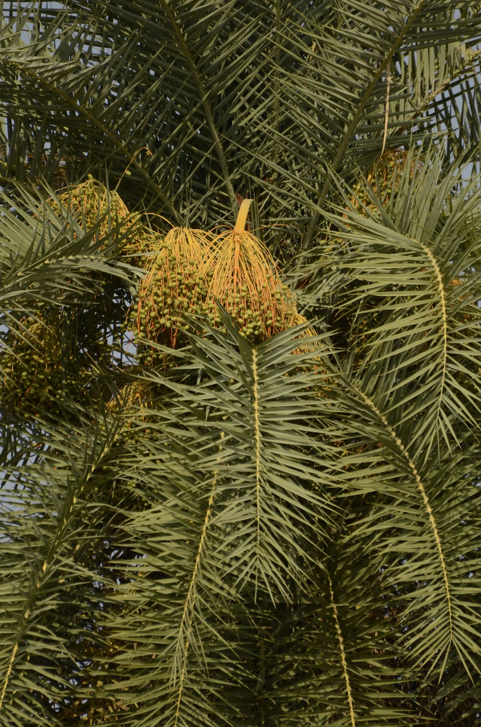 Silver Date Palm (Phoenix Sylvestris) — These arching fronds provide a striking silhouette against the skyline