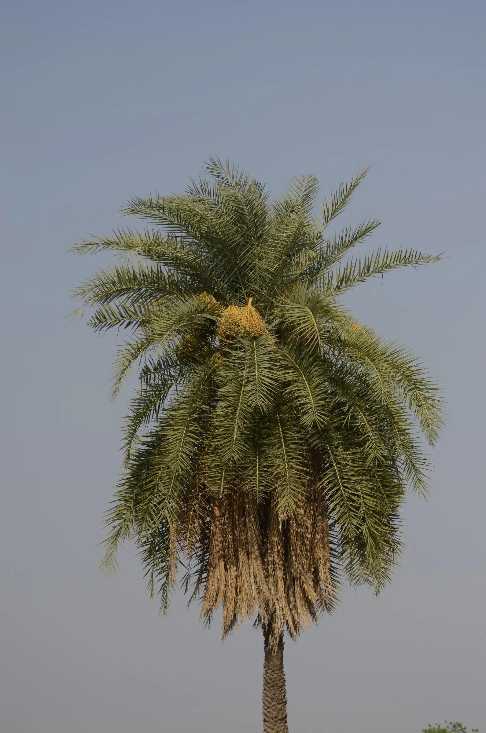 Silver Date Palm (Phoenix Sylvestris) — palm for full