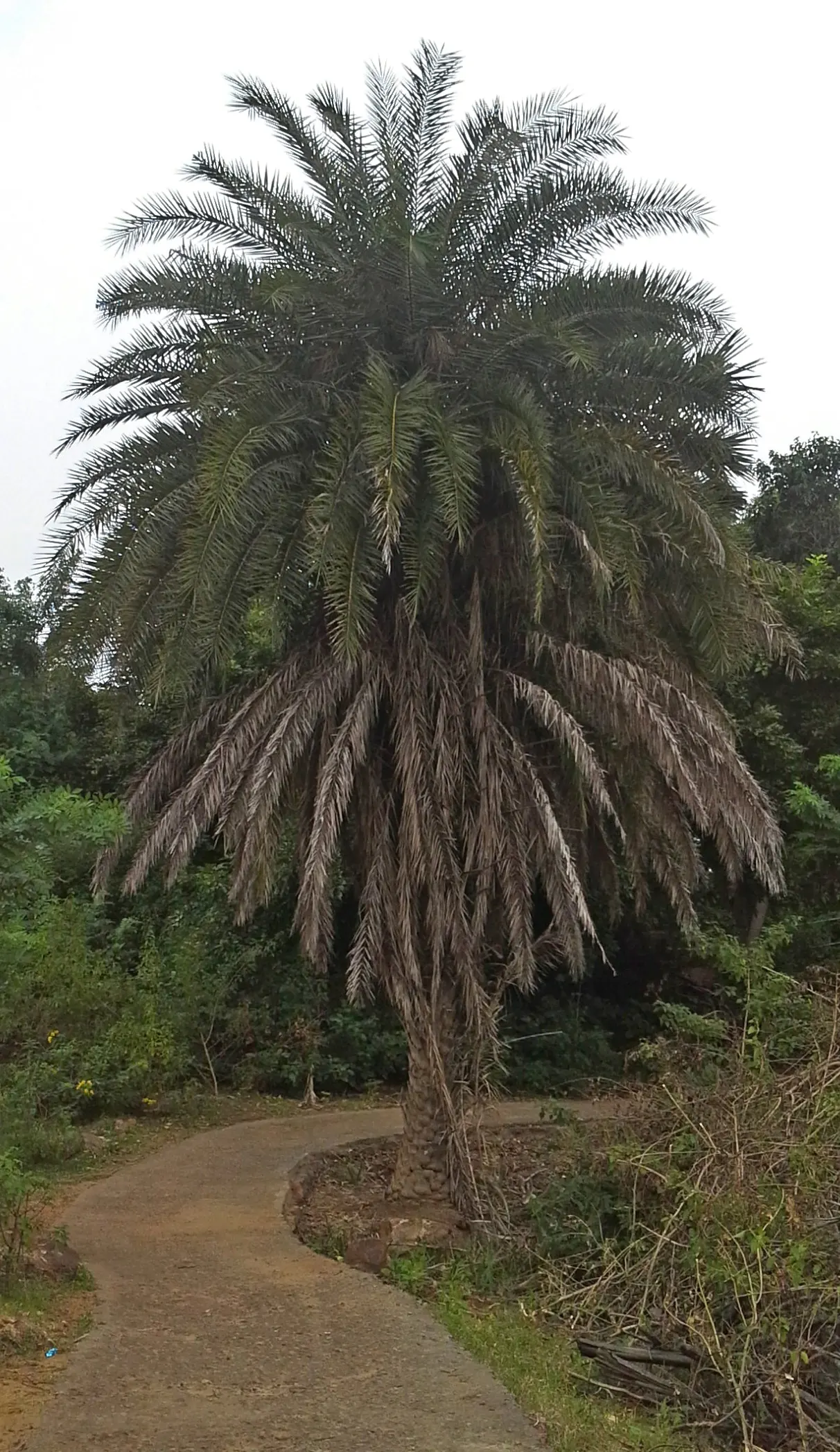 Silver Date Palm (Phoenix Sylvestris) — with a canopy spread of nearly 25 feet.<br><br>Characterized by a dense crown of blue-green to silvery leaves; these