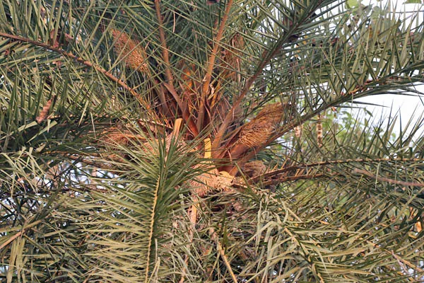 Silver Date Palm (Phoenix Sylvestris) — scientifically named Phoenix sylvestris and often referred to as the Wild Date Palm or Indian Date Palm; palm with