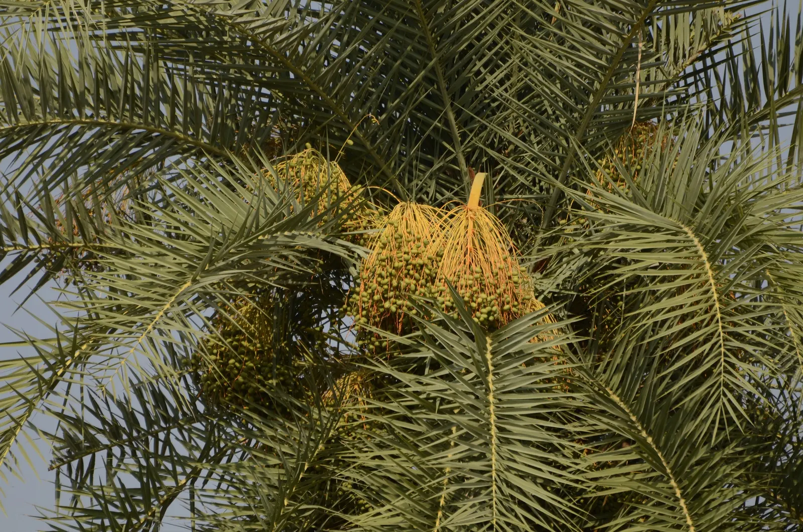 Silver Date Palm (Phoenix Sylvestris) — It boasts a stout trunk and a dense crown of blue-green fronds, each up to 10 feet long
