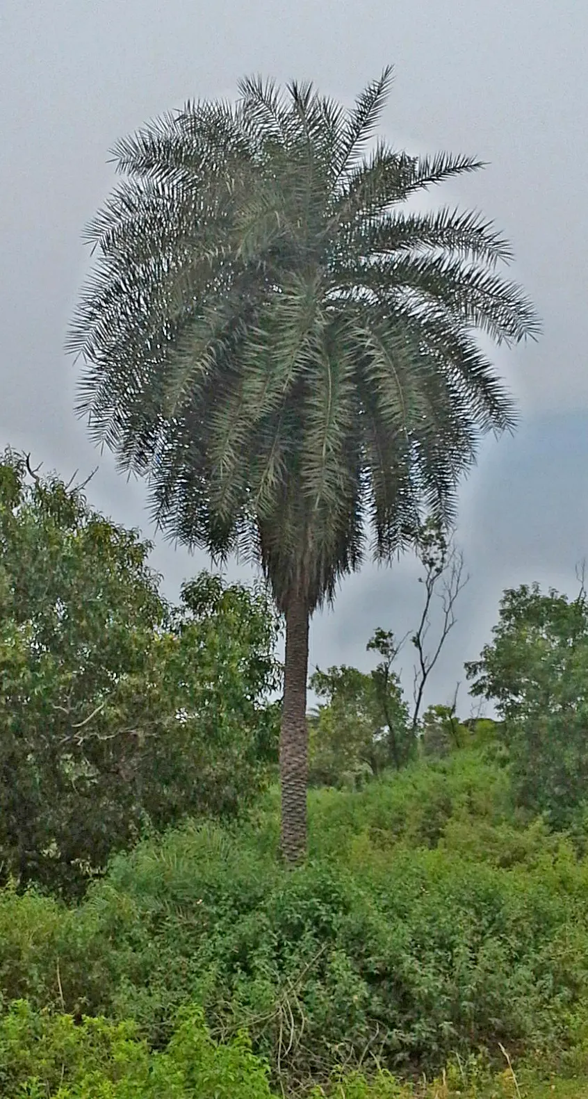 Silver Date Palm (Phoenix Sylvestris) — each frond can grow up to 10 feet long; palm for full