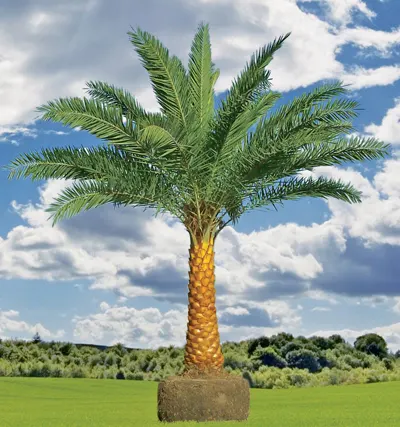 Silver Date Palm (Phoenix Sylvestris) — Fruits abundantly, with small, edible dates attracting wildlife